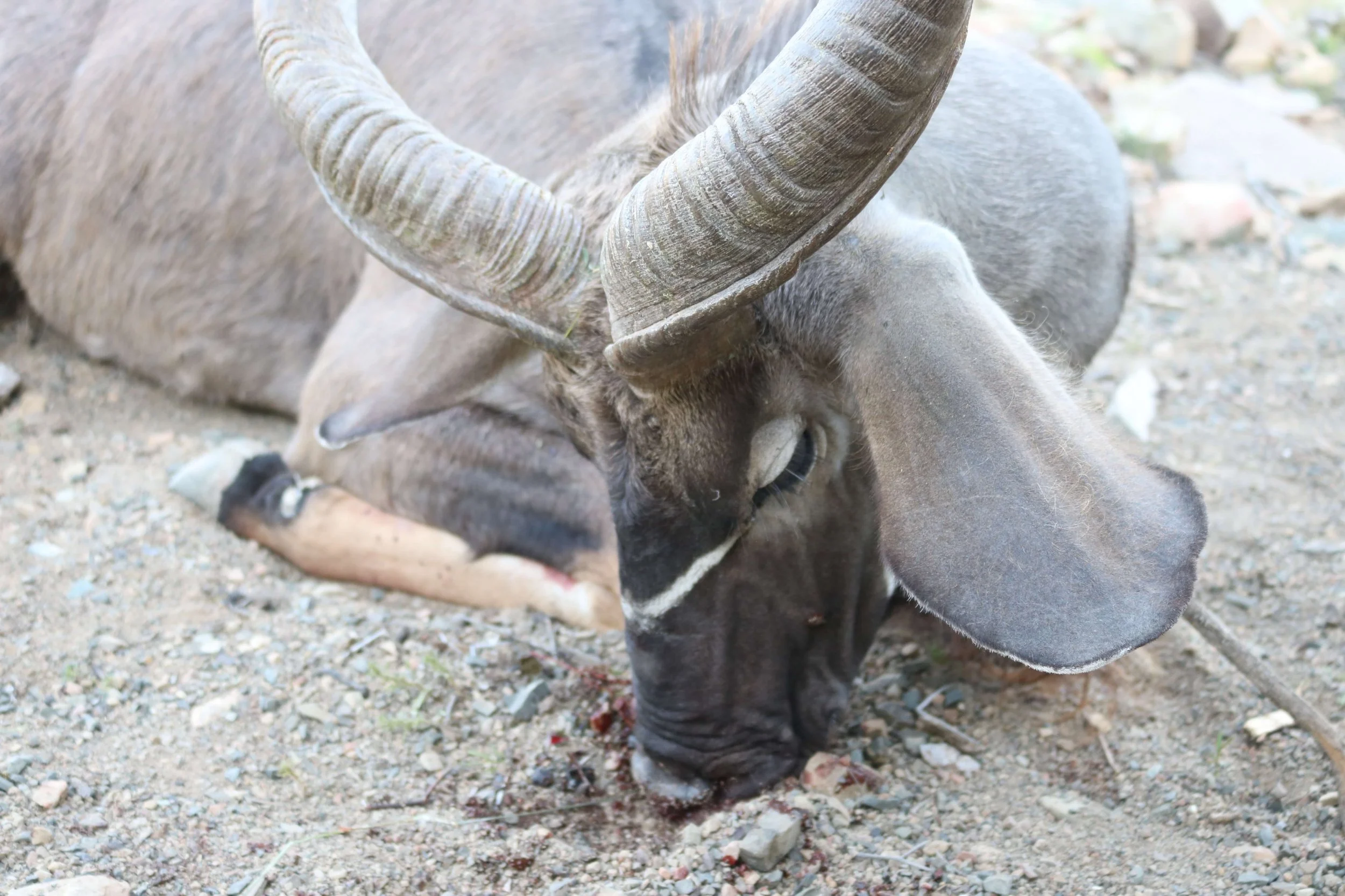 Close-up of a black and grey adult mouflon sheep lying on rocky ground, showing curved horns and large ears.
