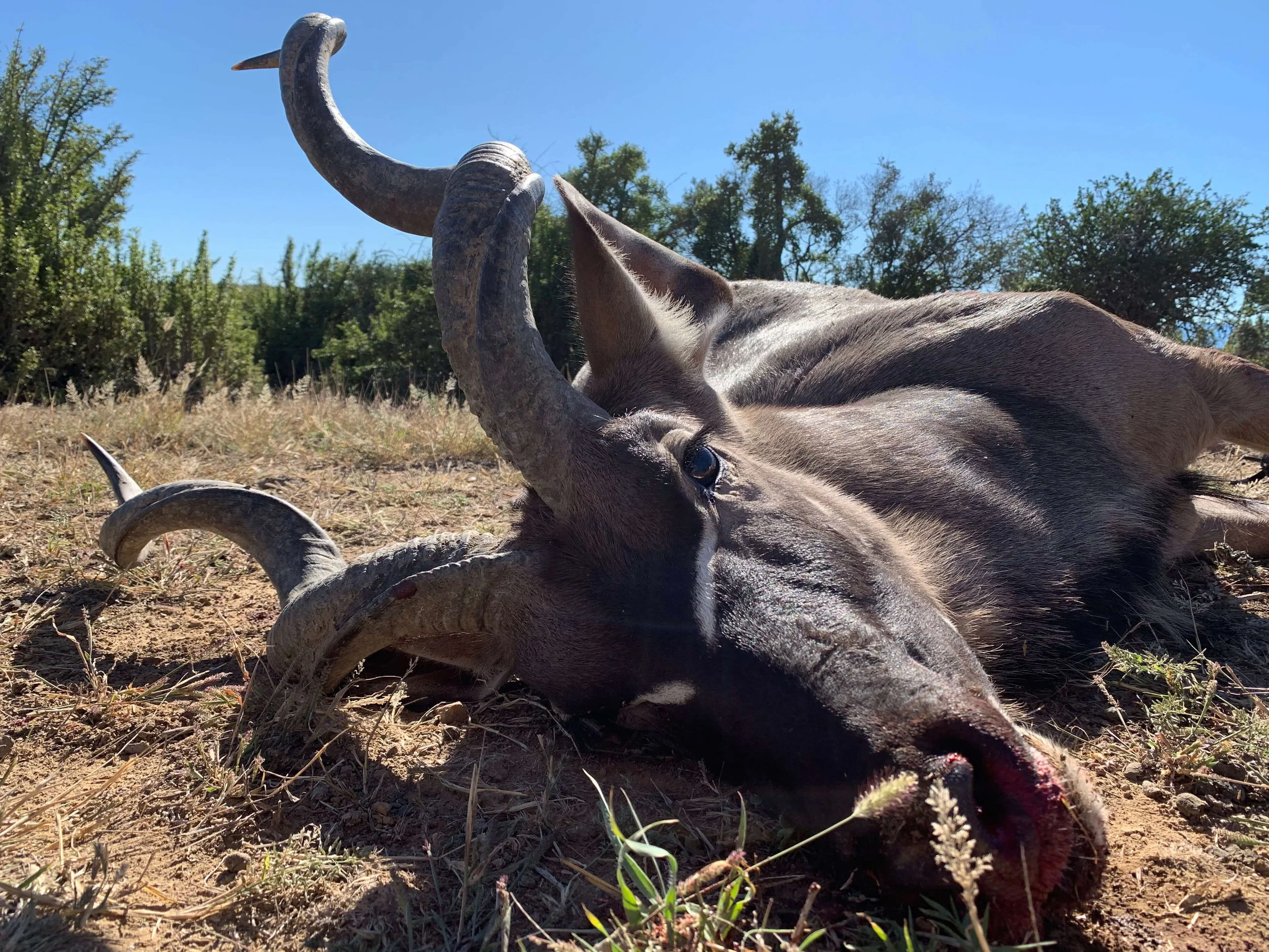 Dead animal, possibly a kudu, laying on the ground in a natural outdoor setting with trees and blue sky in the background.