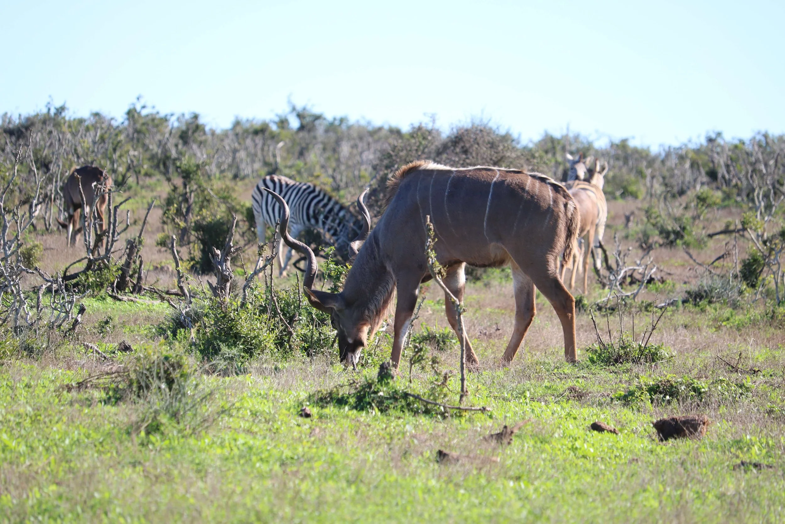 A group of wild animals, including a wildebeest, zebra, and other antelopes, grazing on a grassy plain with sparse bushes under a clear blue sky.