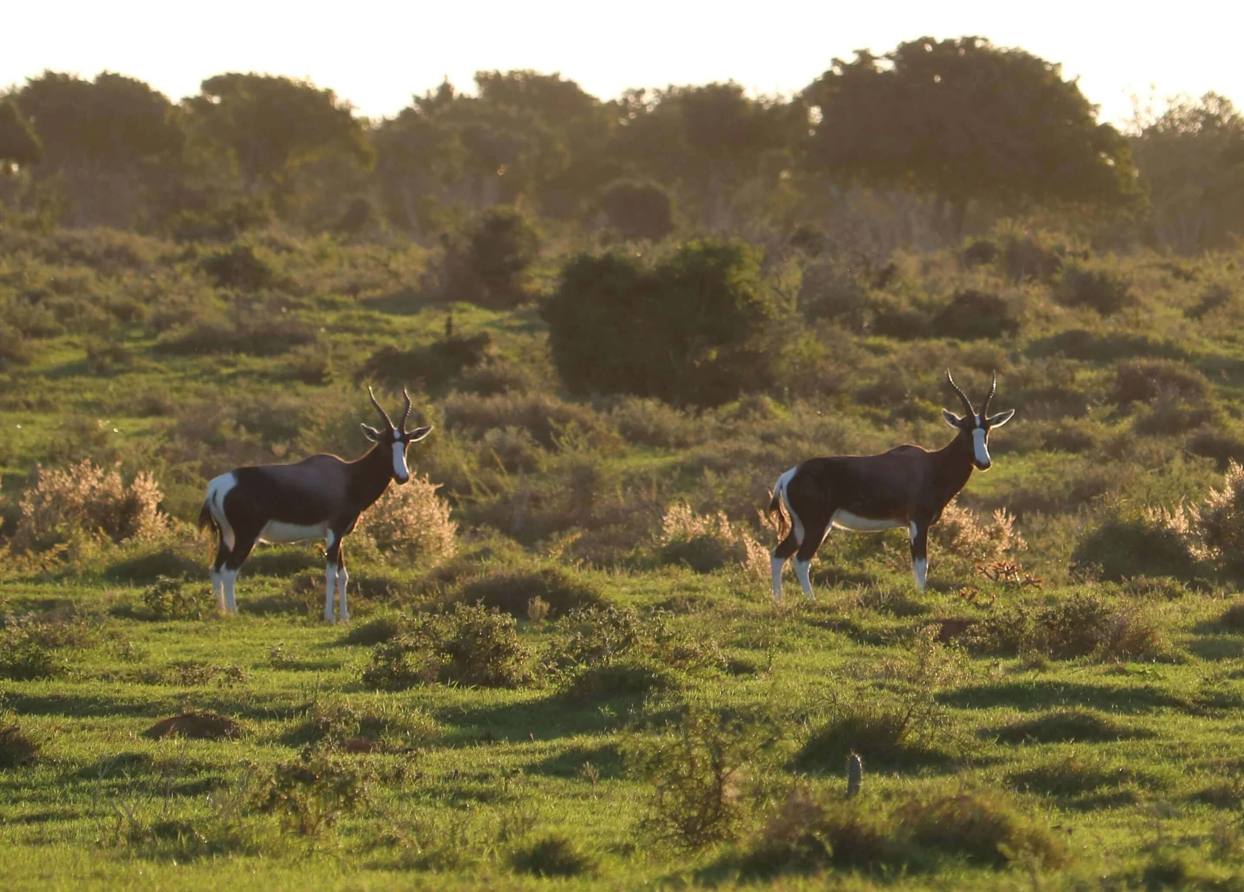 Two oryx antelopes standing in a grassy field with bushes and trees in the background during sunset.