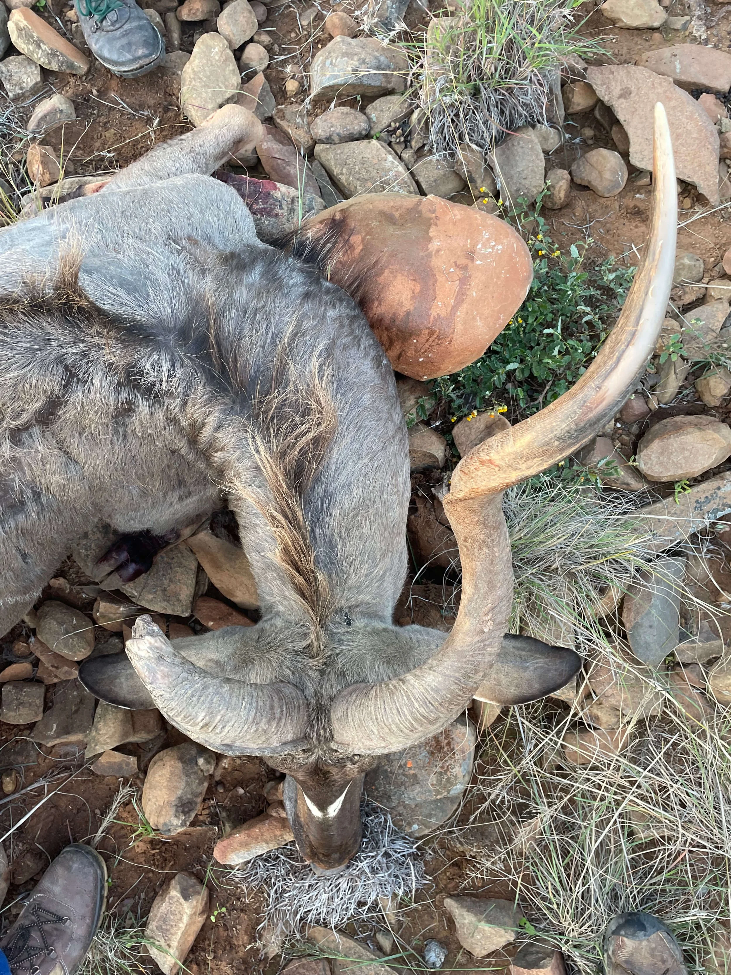 A dead bighorn sheep with large curved horns lies on rocky ground