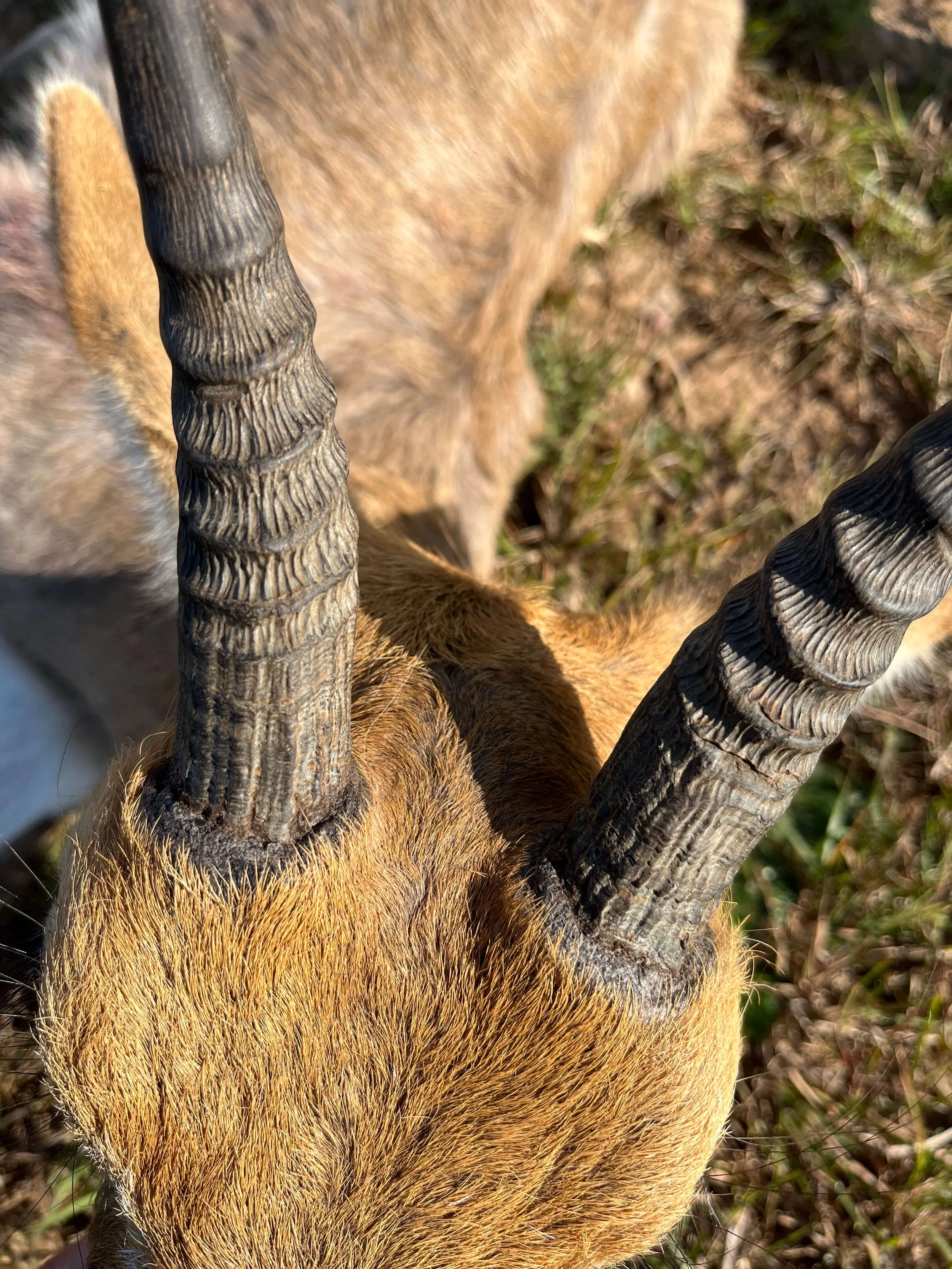 Close-up of an antelope's head showing its horns and fur, with grass and dirt in the background.