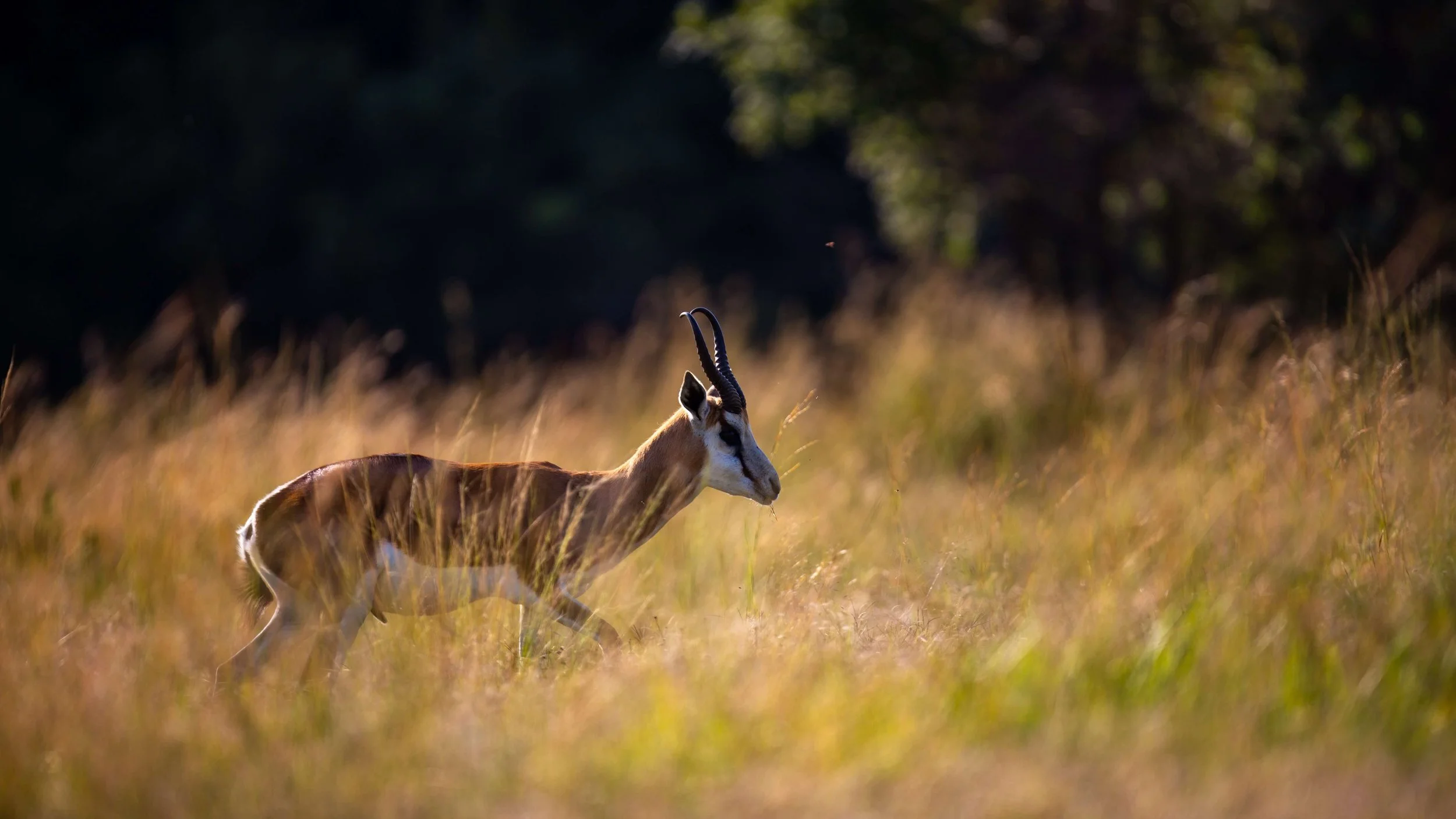 A springbok with curved horns walking through a grassy field with blurred trees in the background during sunset or sunrise.