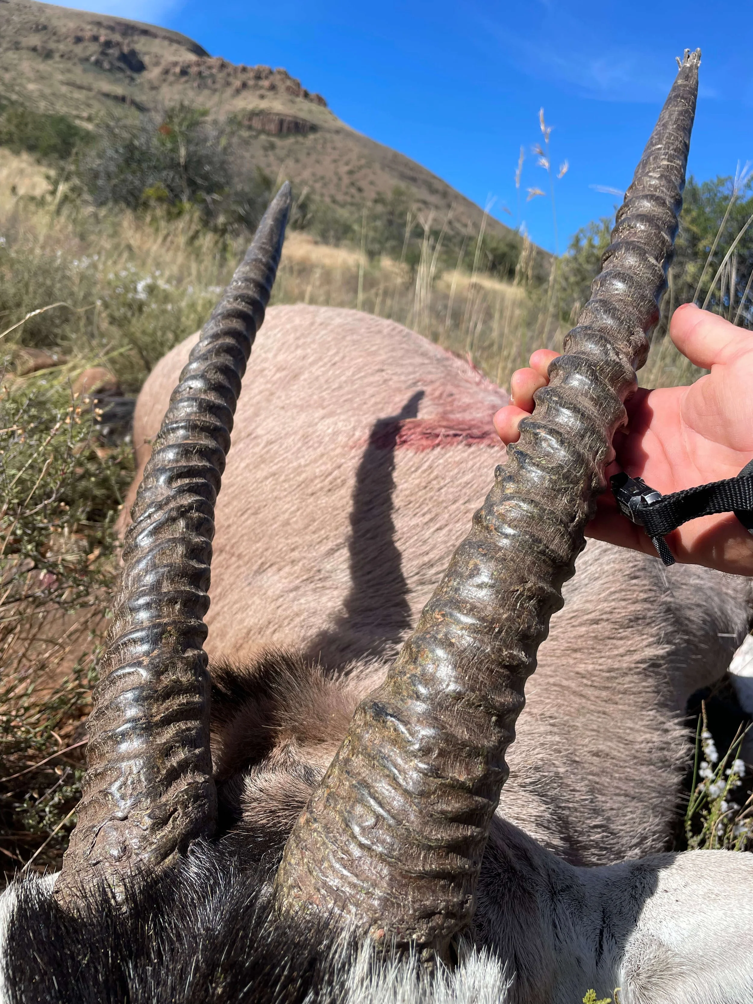 A close-up of a person holding the horns of an antelope, lying on the ground in a grassy area with a mountain and blue sky in the background.