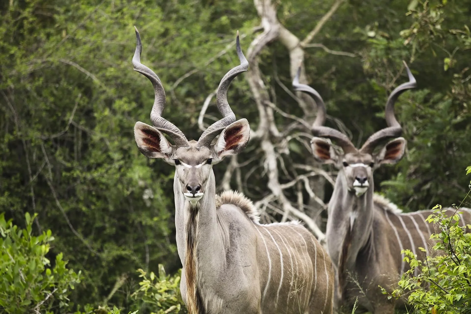 Two kudu antelopes standing in a lush green forest, with one in the foreground and the other slightly behind, both with twisted horns and striped bodies.