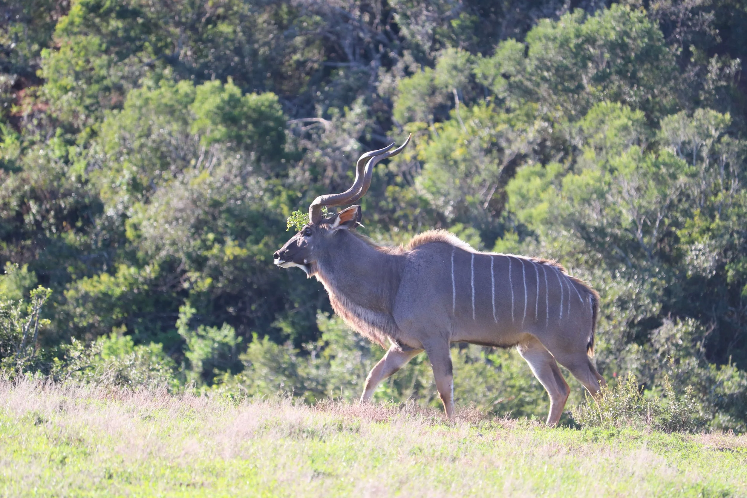A kudu antelope walking through a grassy field with green dense bushes and trees in the background.