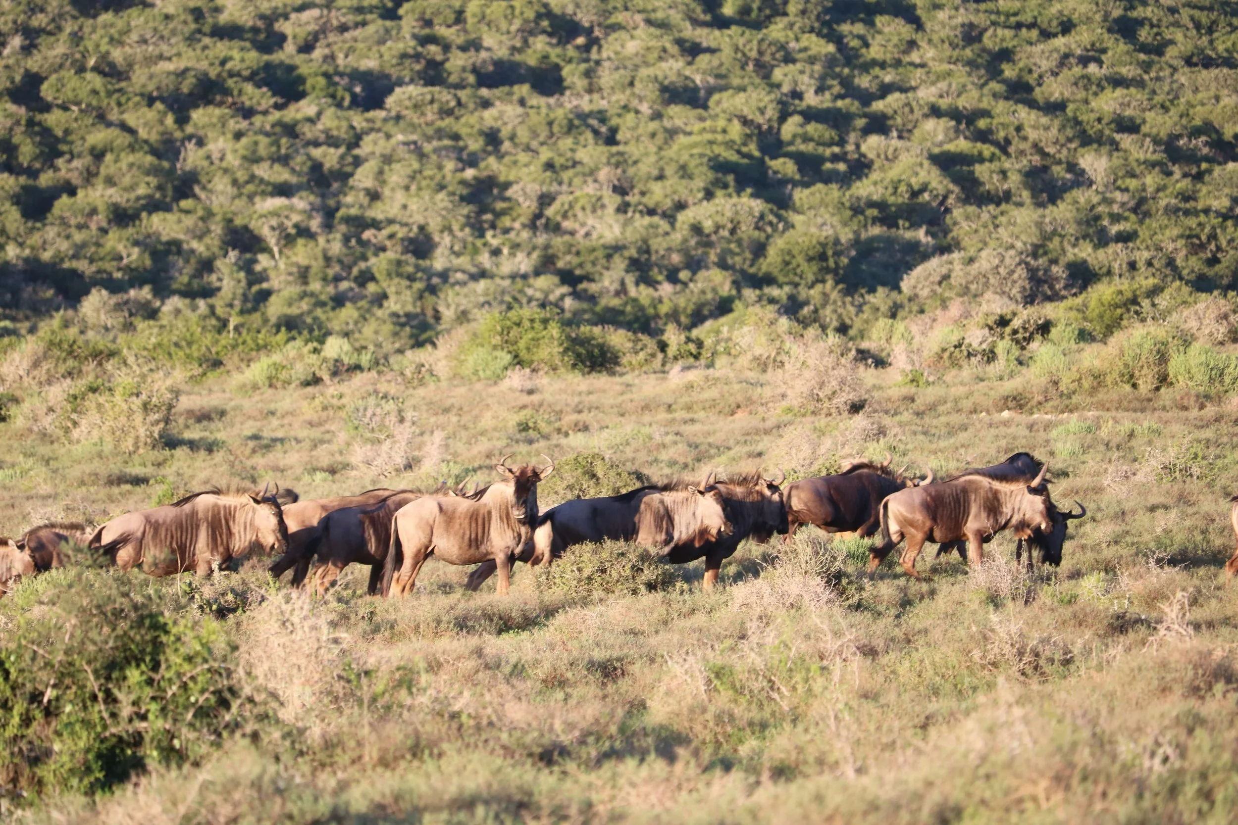 A herd of wildebeests walking across a grassy landscape with trees and hills in the background at sunset.
