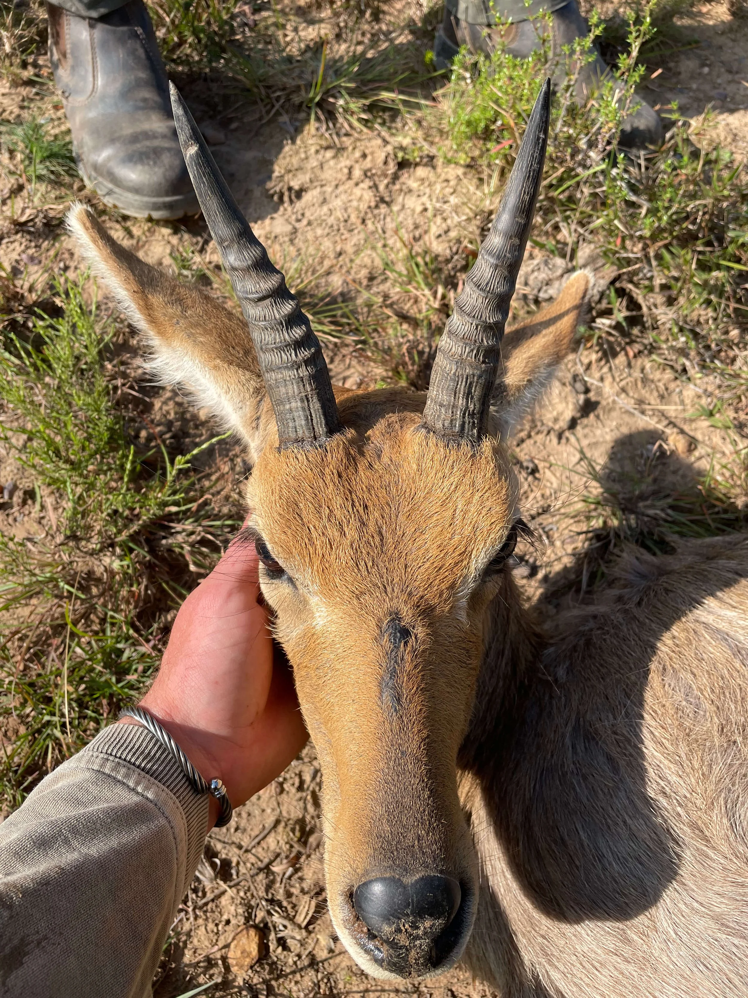 A person petting a young antelope or gazelle with curved horns, lying in grass and dirt.