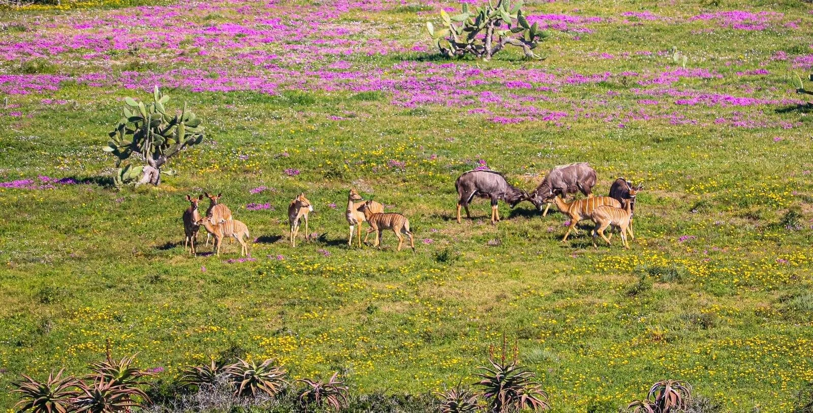 A vibrant grassy field with yellow and purple flowers, featuring a group of antelopes and wildebeest.