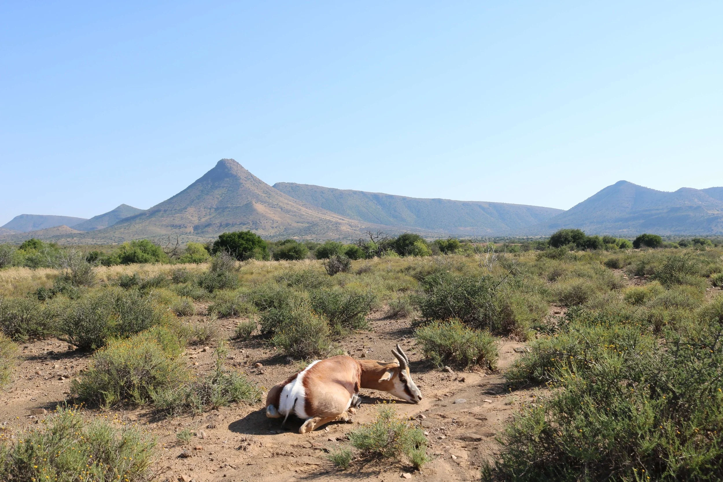 A brown and white goat lying on the ground in a desert landscape with bushes and distant mountains under a clear blue sky.
