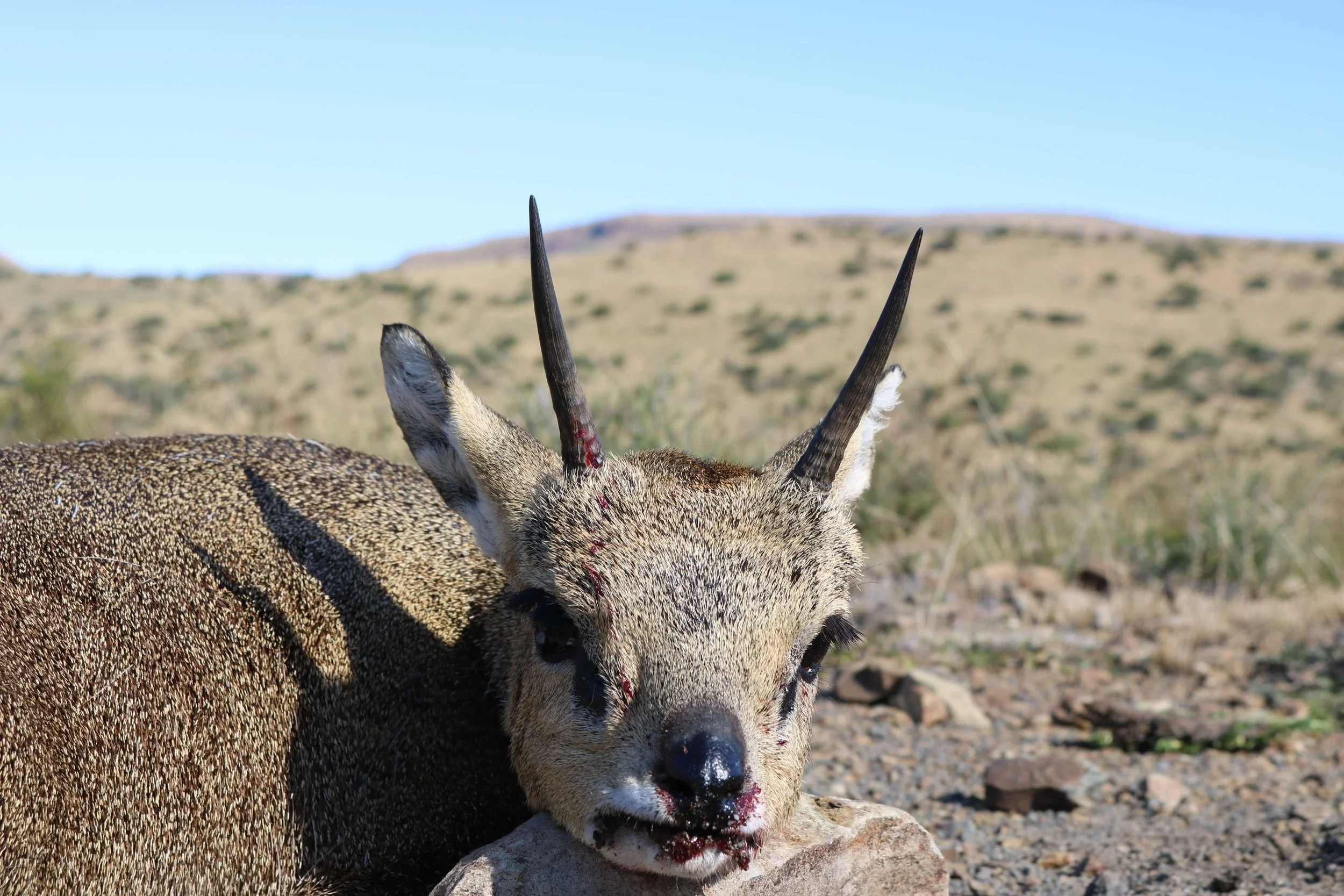 A dead animal, a young goat or antelope, with two long black horns and blood around its nose, lying on the rocky desert ground with hills in the background.