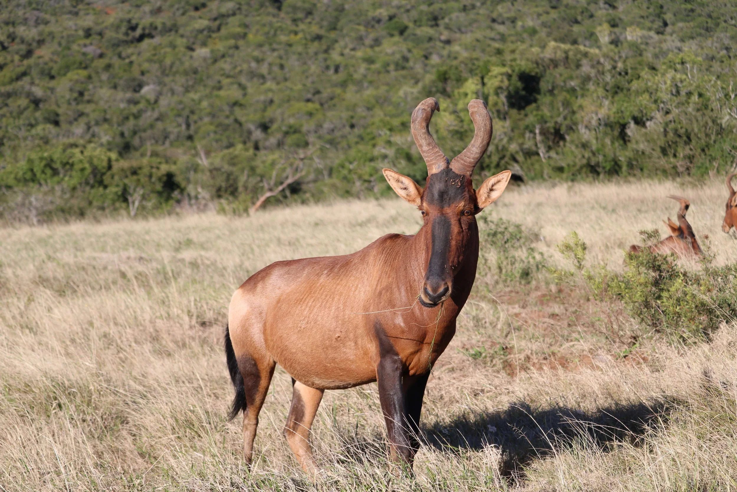 A Pronghorn Antelope standing in a grassy field with a background of trees and shrubs.