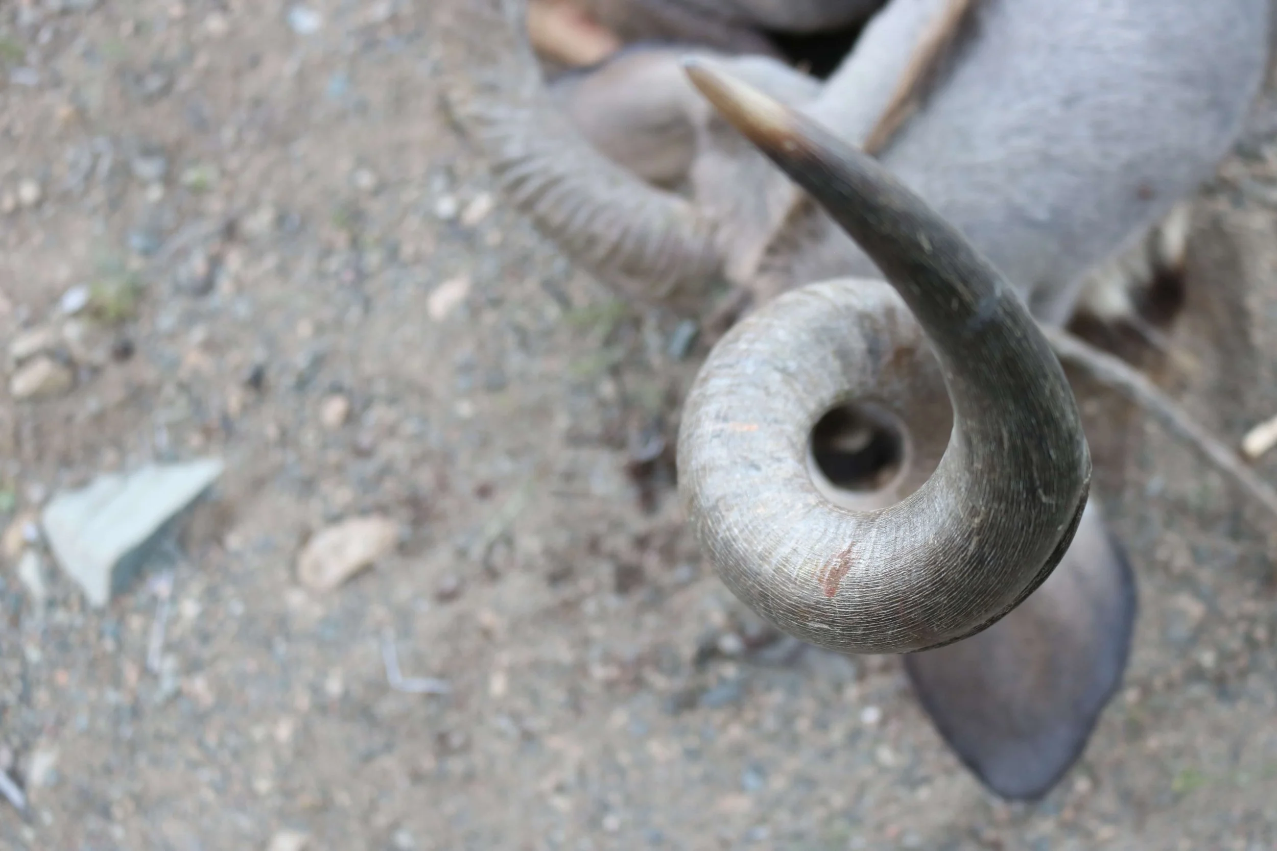 Close-up of a weathered ram's horn mounted on a wooden display on the ground, viewed from above.