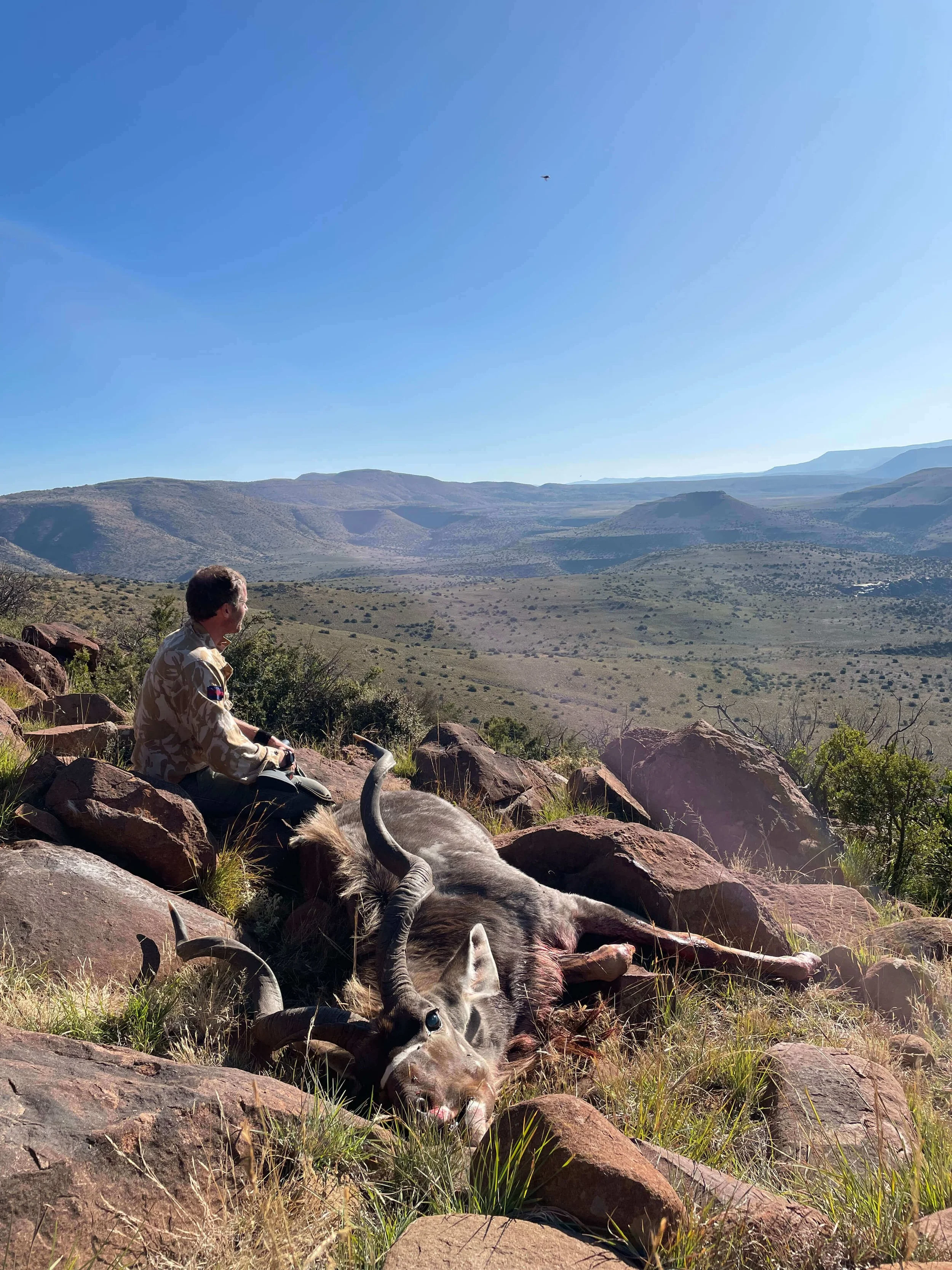 A person sitting on rocks outdoors in a desert landscape, observing a dead animal with large horns, with mountains visible in the distance under a clear blue sky.