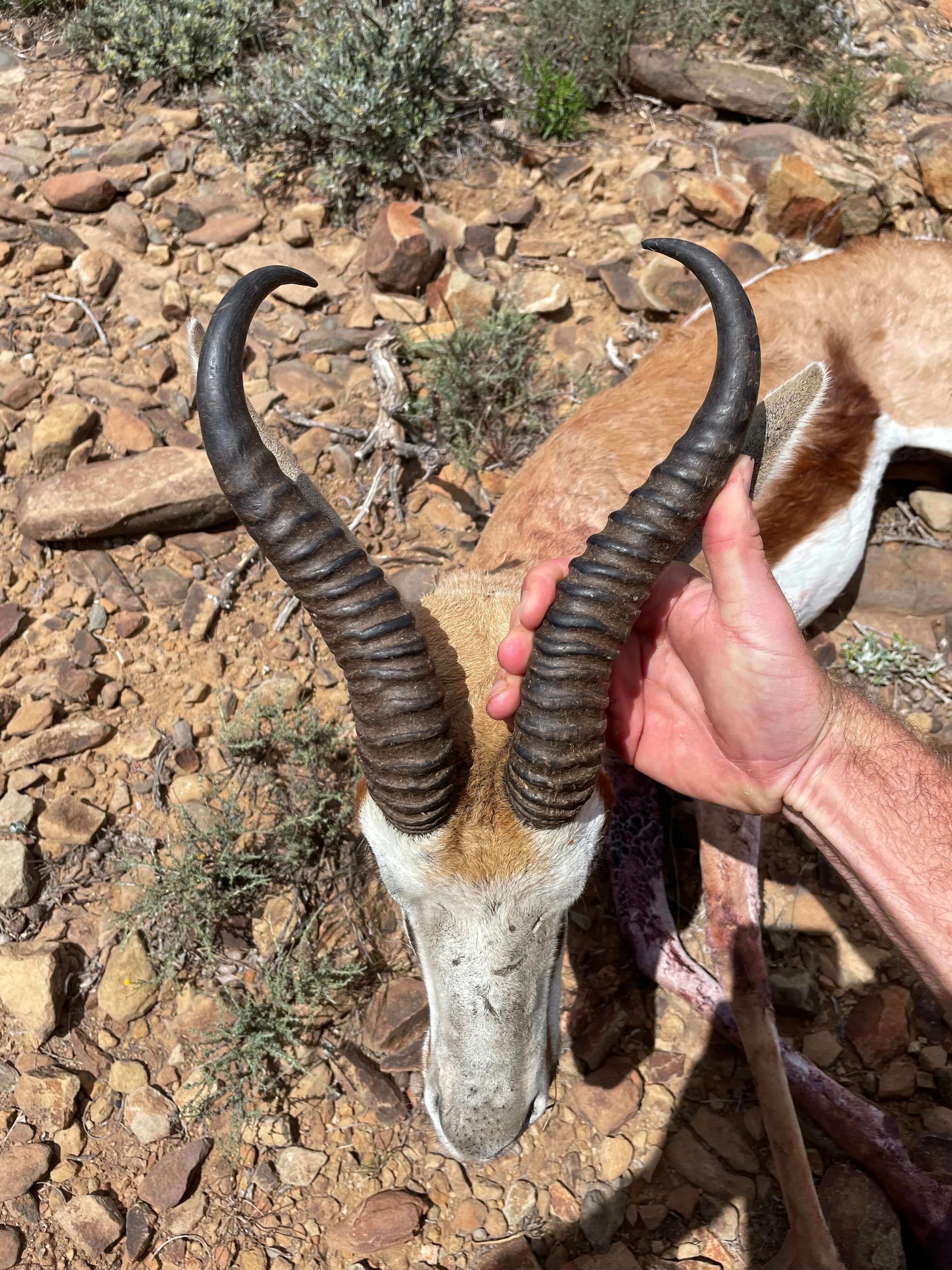 A person holding the head of an antelope with curved, ridged horns, standing on rocky terrain with sparse desert vegetation.