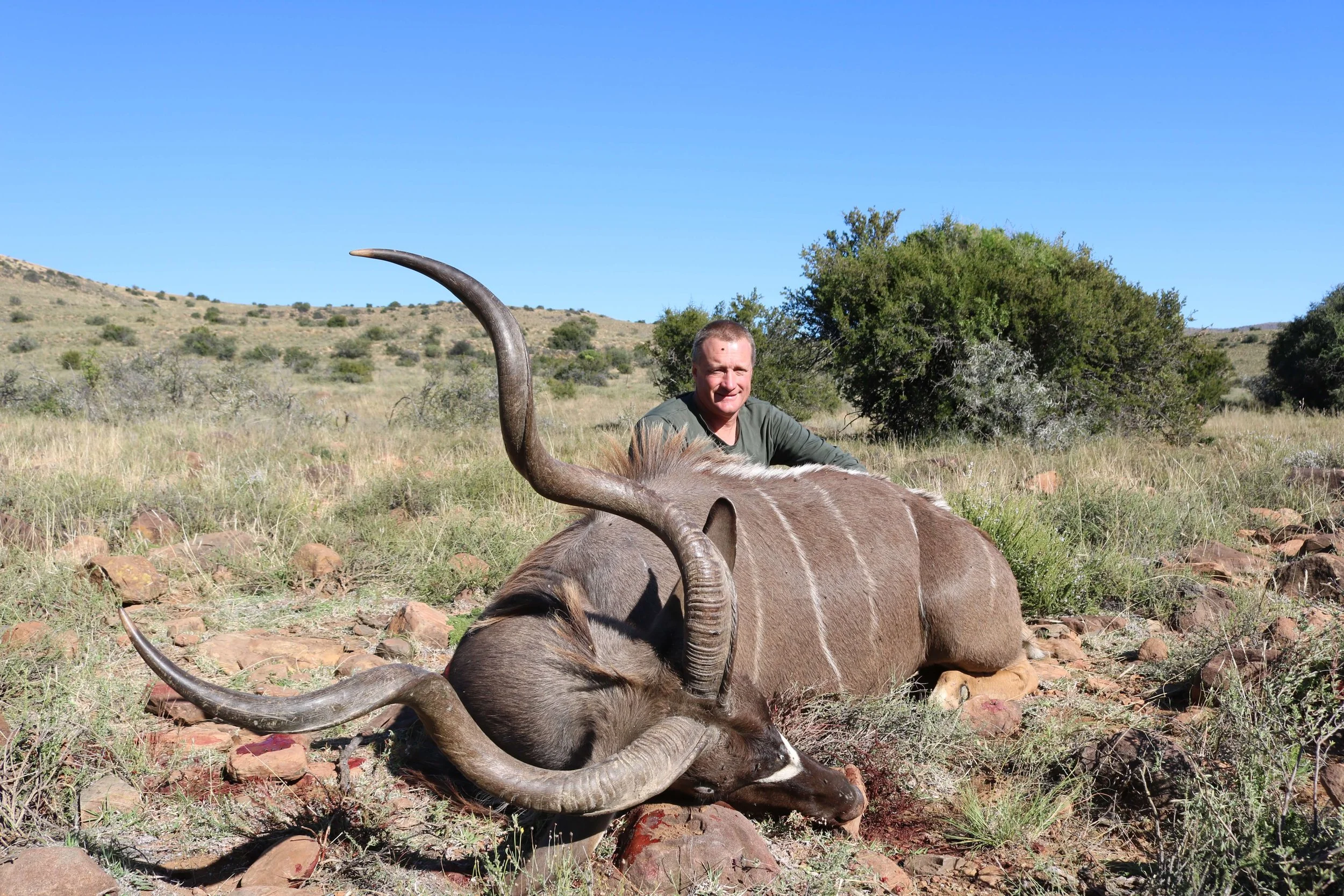 A man in a green shirt sitting behind a large dead animal with long curved horns, lying in a grassy field with bushes and hills in the background under a clear blue sky.