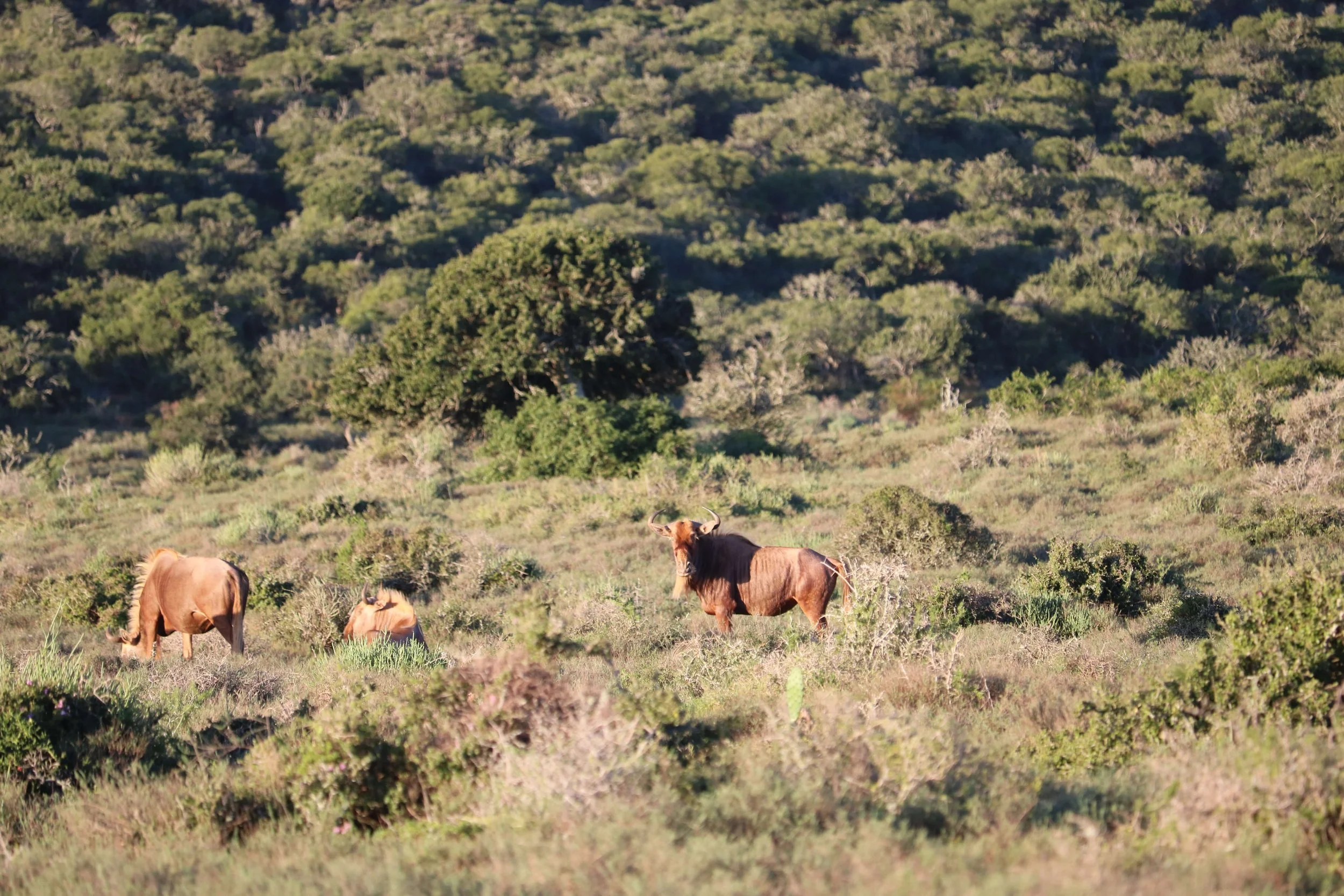 Three wildebeests grazing on grassy plains with a backdrop of green bushes and trees.