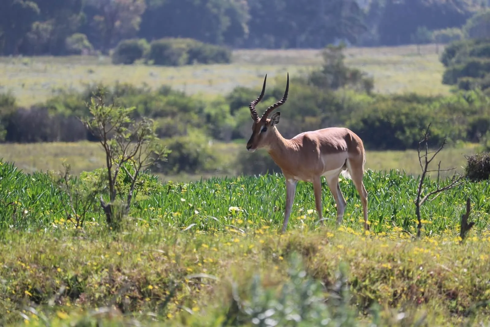 A gazelle with curved horns standing in a grassy field with small bushes, green plants, and a distant hilly landscape in the background.
