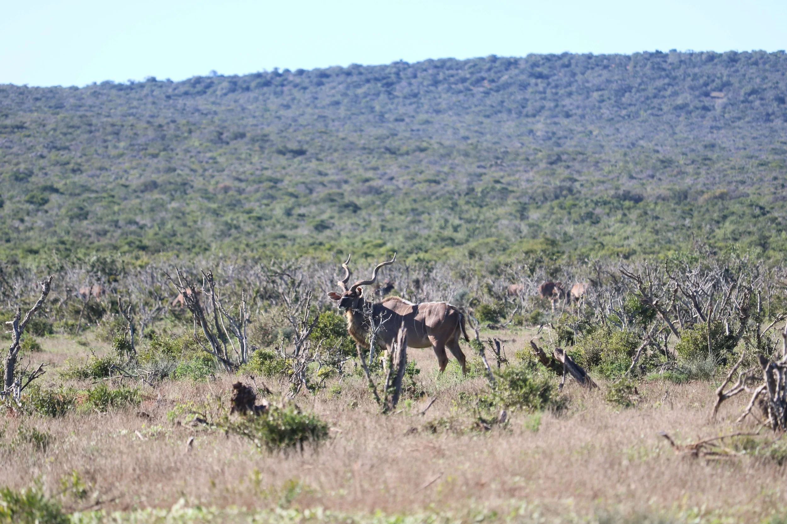 A wildebeest standing in a grassy field with scattered bushes and a distant mountain range in the background.