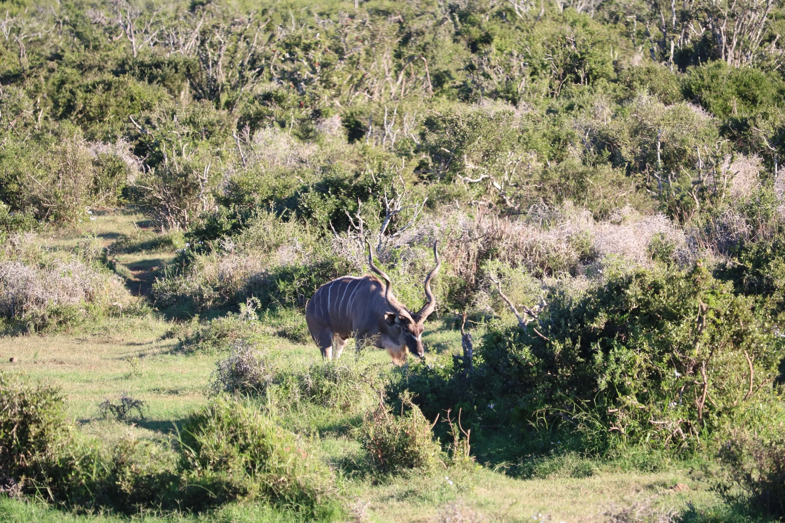 A lone antelope with long curved horns grazing in a grassy, bushy landscape surrounded by dense green shrubbery and trees.