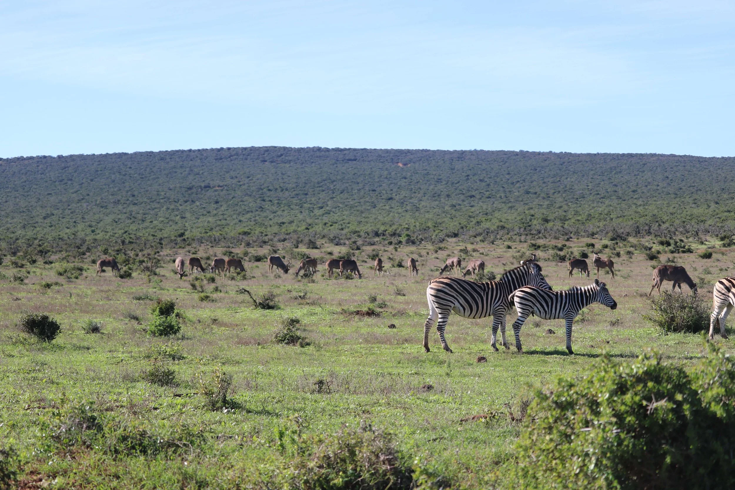 A safari scene with zebras in the foreground and a herd of elephants in the background on an open grassy plain with green bushes and a distant hill under a blue sky.
