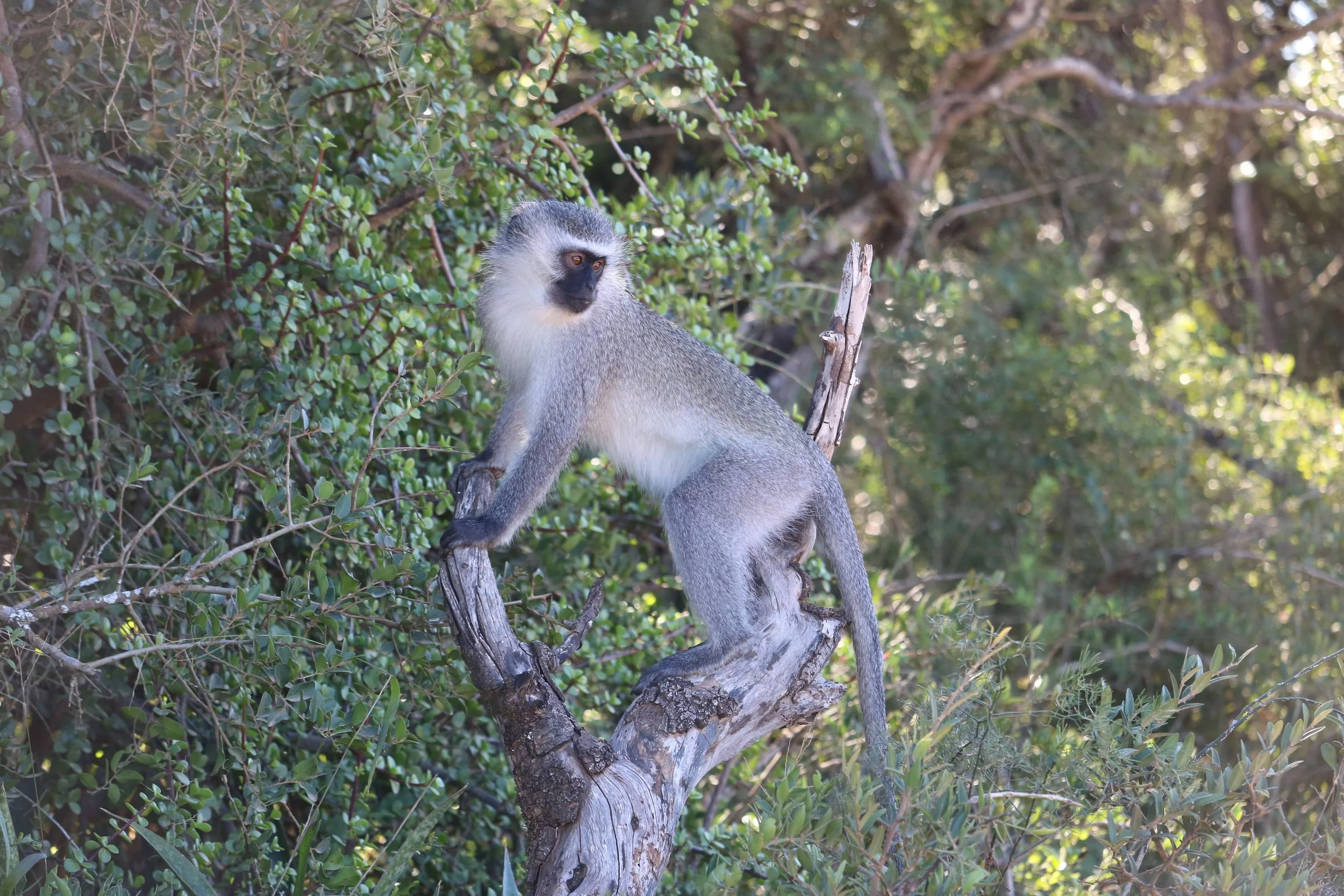 A vervet monkey sitting on a tree branch in a lush forest environment.