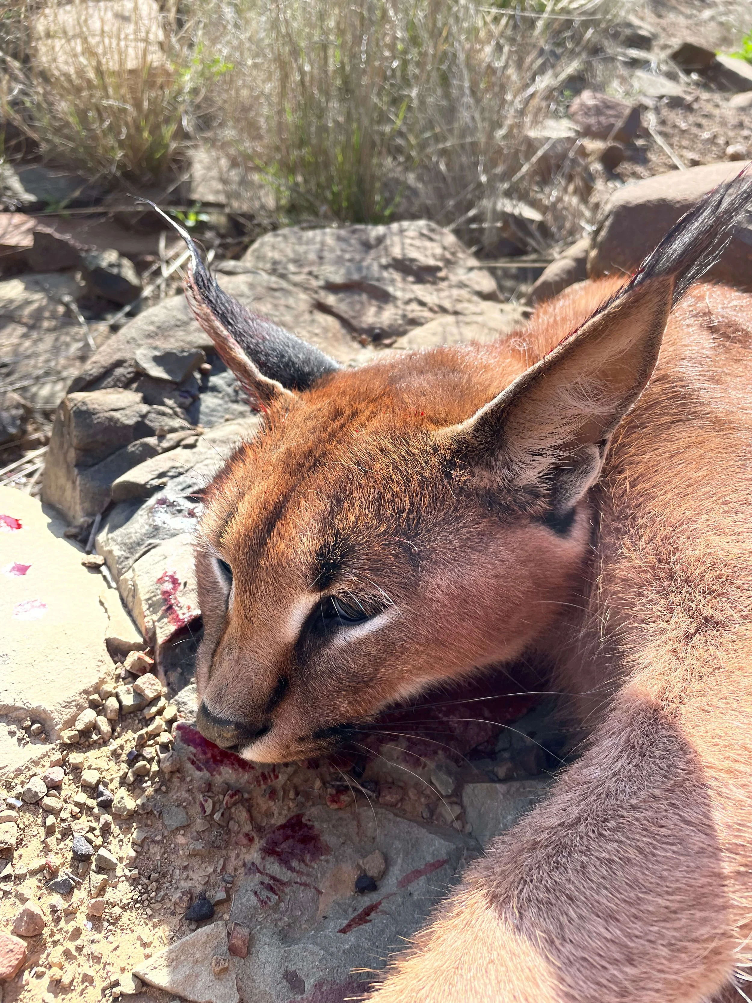 Close-up of a mountain lion lying on rocky ground in a dry, natural habitat, with sparse vegetation and rocks in the background.