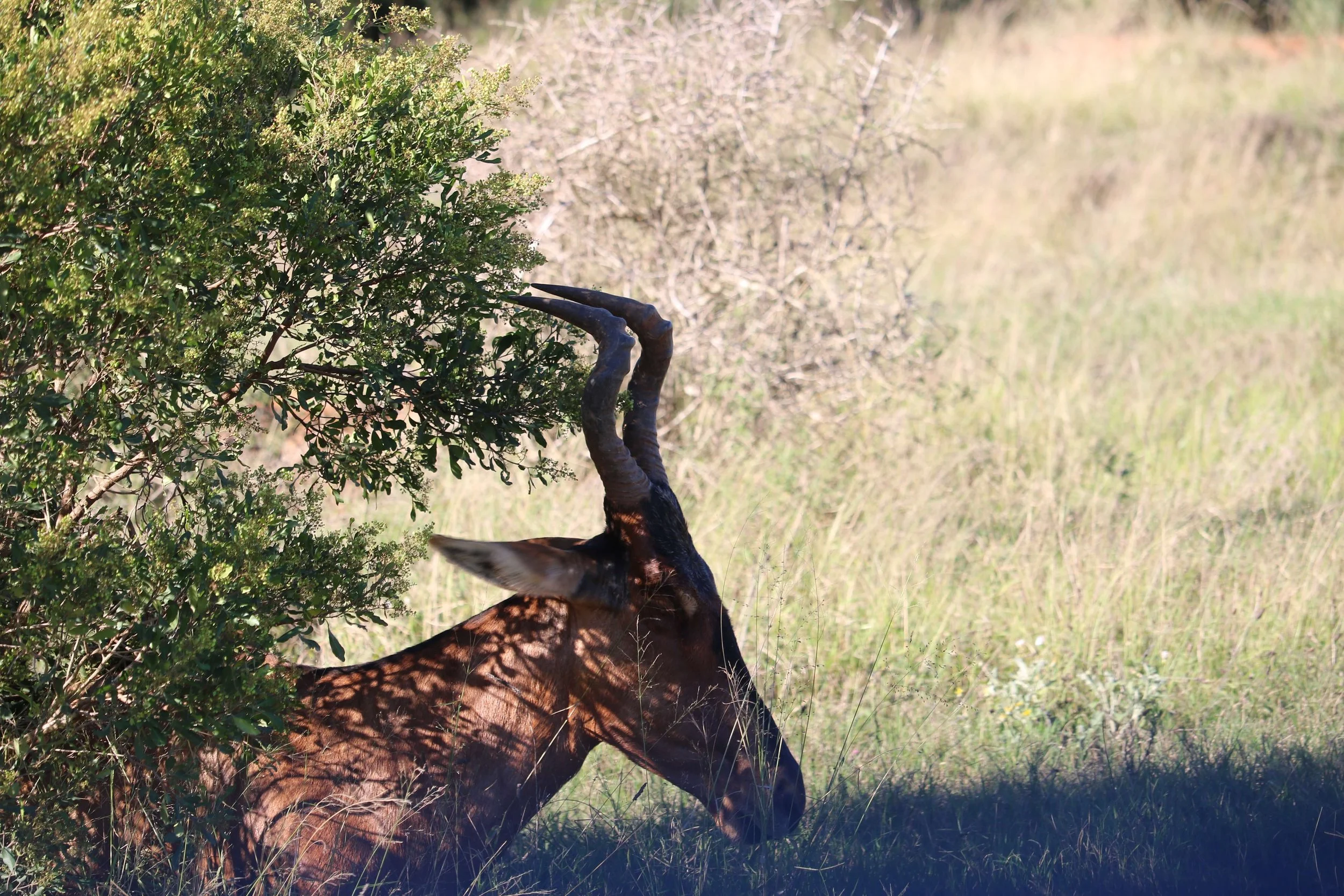 A giraffe with long, twisted horns partially hidden behind a bush, grazing in a grassy area.