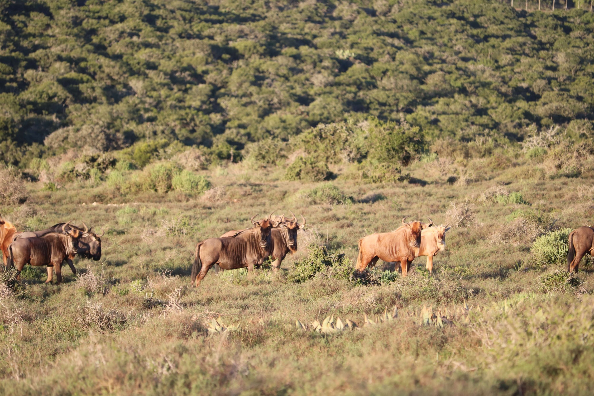 A group of wildebeests grazing in a grassy plain with sparse bushes and a forested hillside in the background.