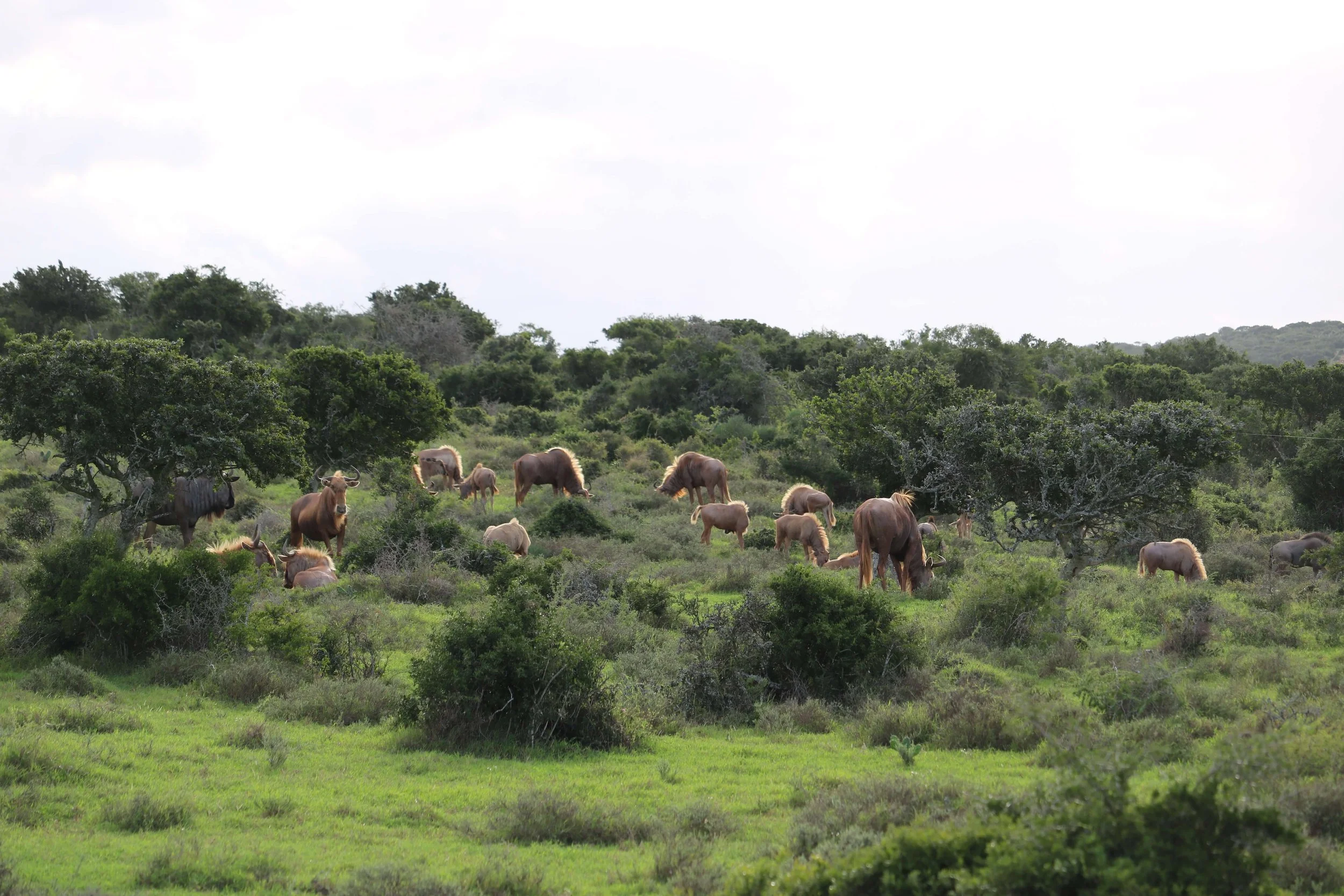 Grazing wildebeests in a lush green landscape with trees and hills in the background.
