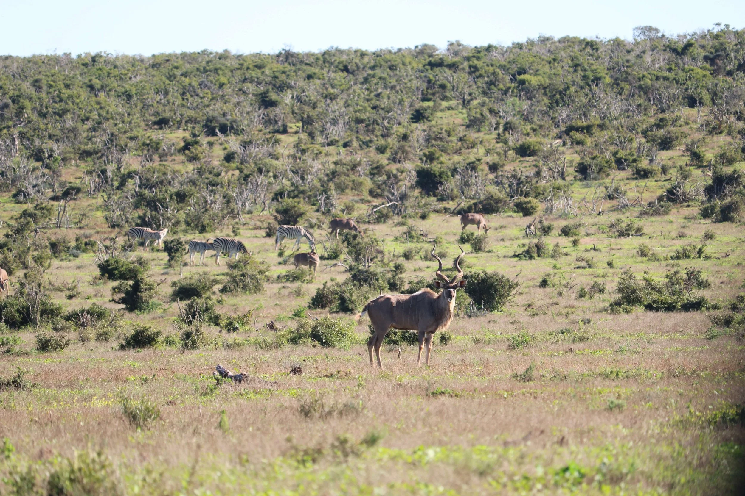 A savannah landscape with a large antelope with twisted horns in the foreground, surrounded by smaller animals, zebras, and other antelopes grazing among green shrubs and trees under a clear sky.