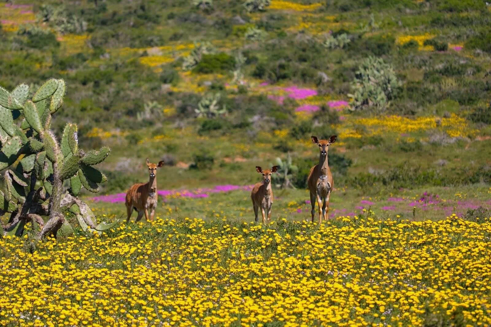 Three deer standing in a field of yellow and pink wildflowers with cacti and a distant, hilly landscape.
