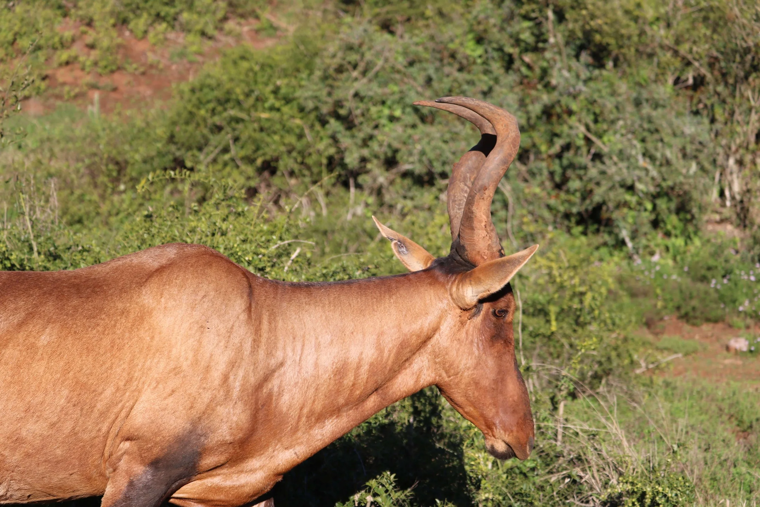 A brown antelope with curved horns standing in a grassy field with green bushes in the background.