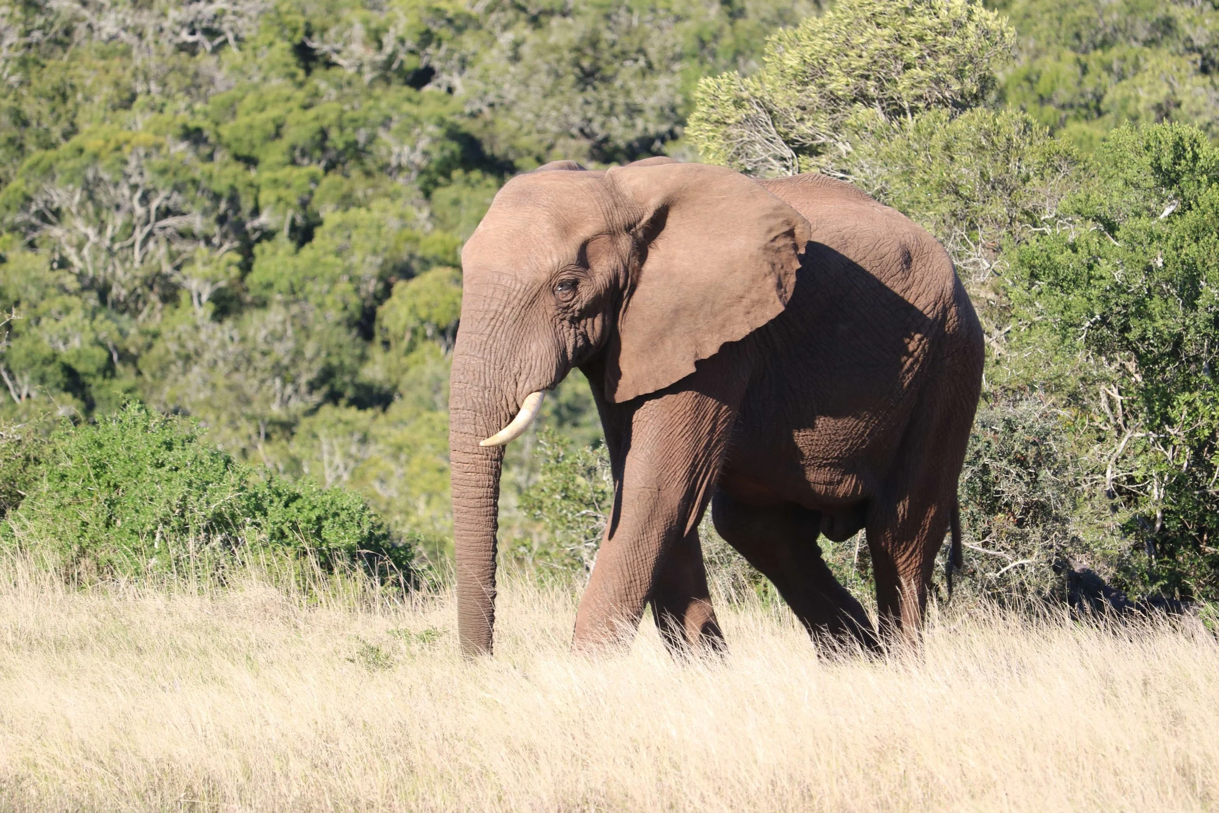 A large elephant walking through a grassy field with green bushes and trees in the background.