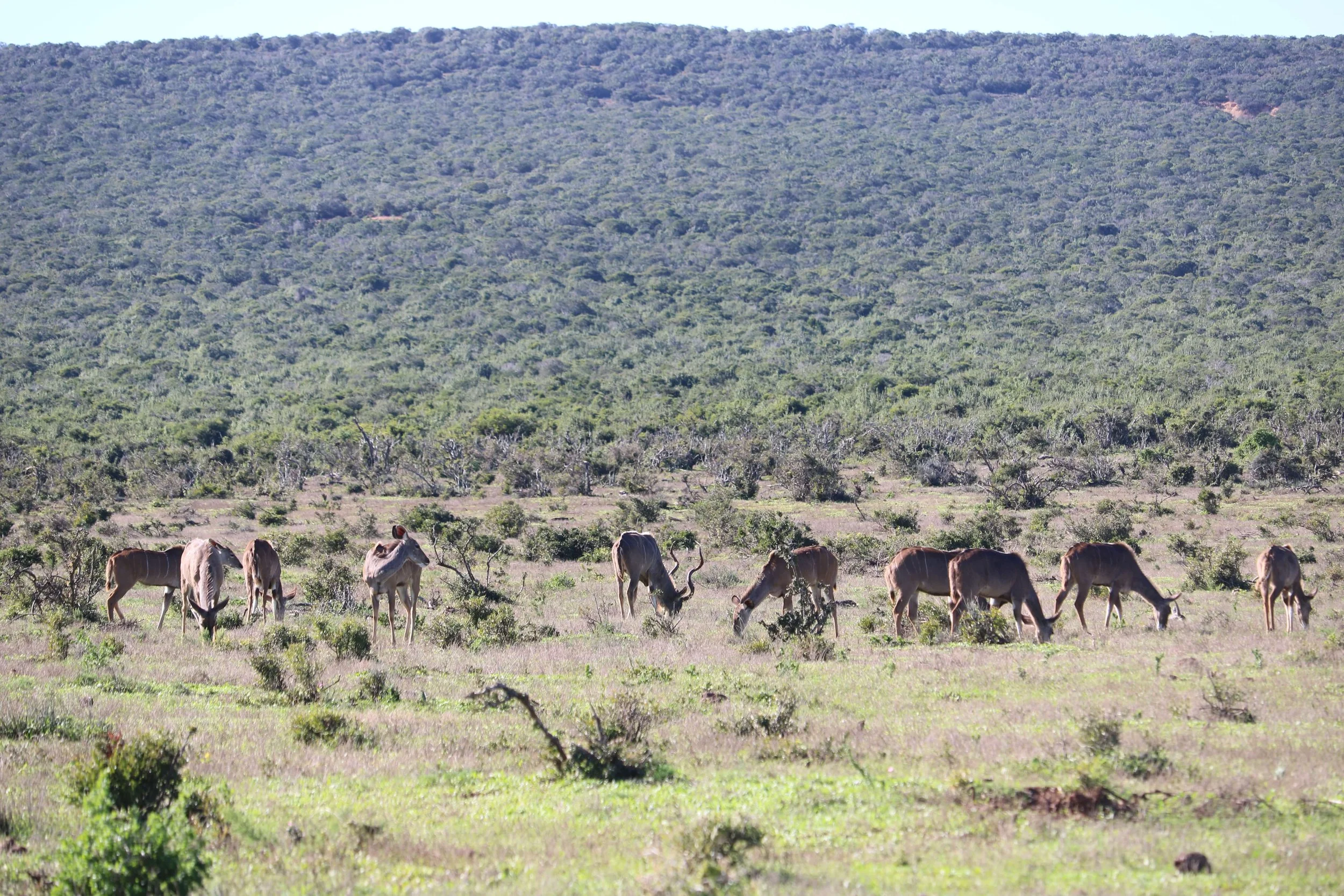 A herd of elephants grazing in a vast, open grassland with small bushes and trees, and a mountain in the background.