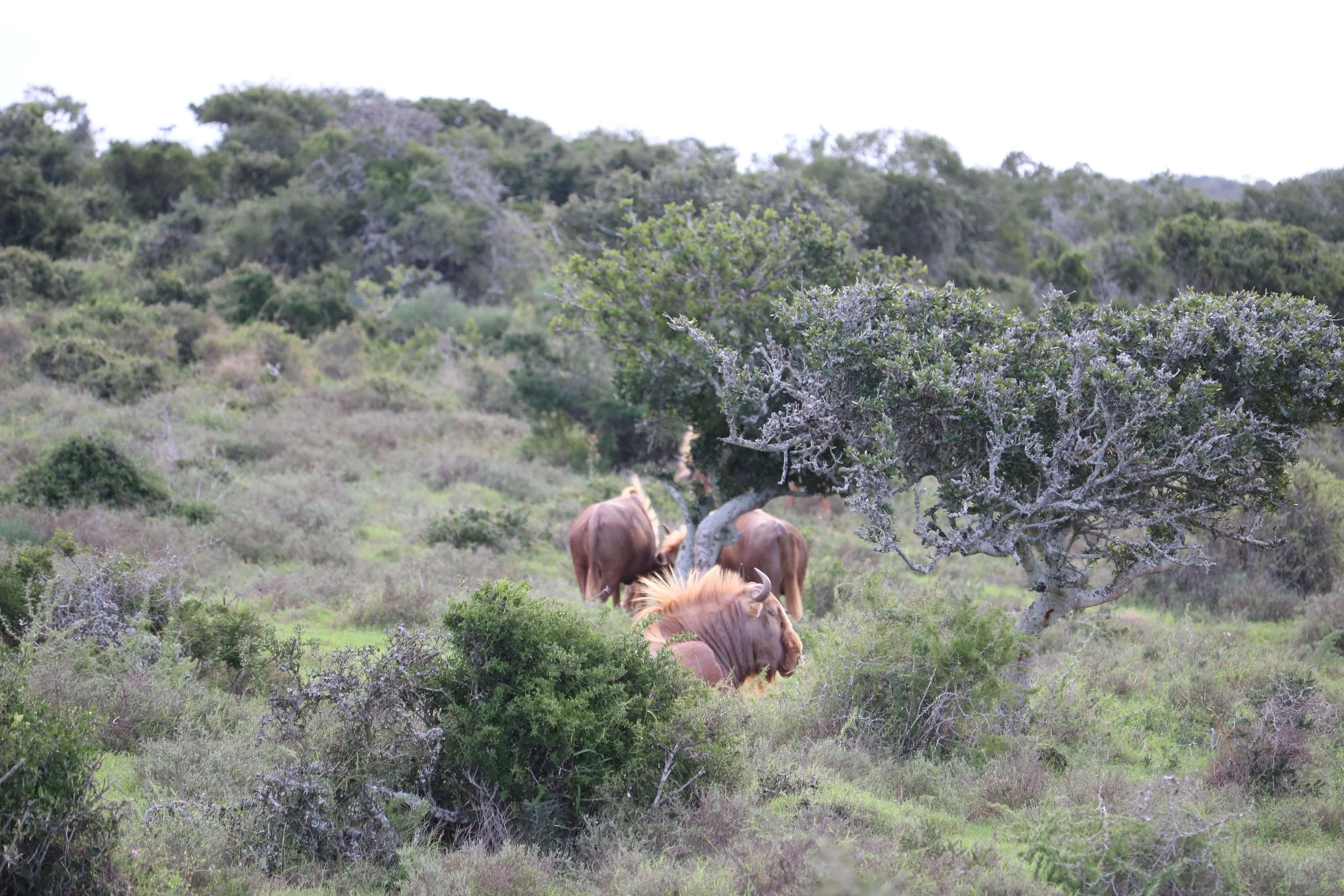 A group of wildebeests resting in a green, bushy landscape with trees and shrubs.