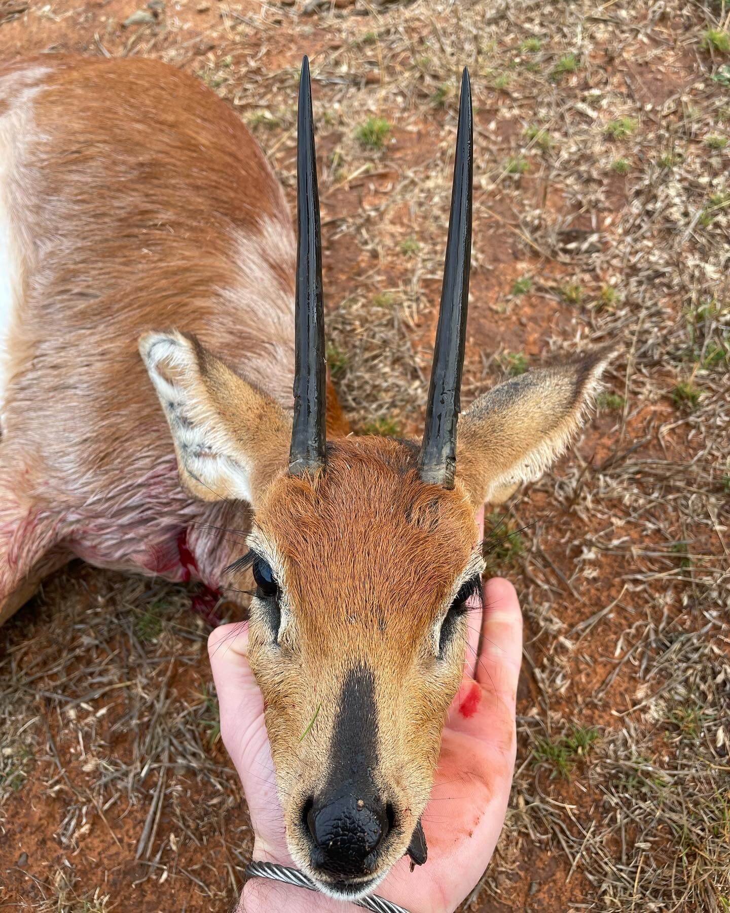 Close-up of a young antelope with black-tipped ears and long, black, curved horns lying on dry grass and dirt, while a person's hand gently holds its head.