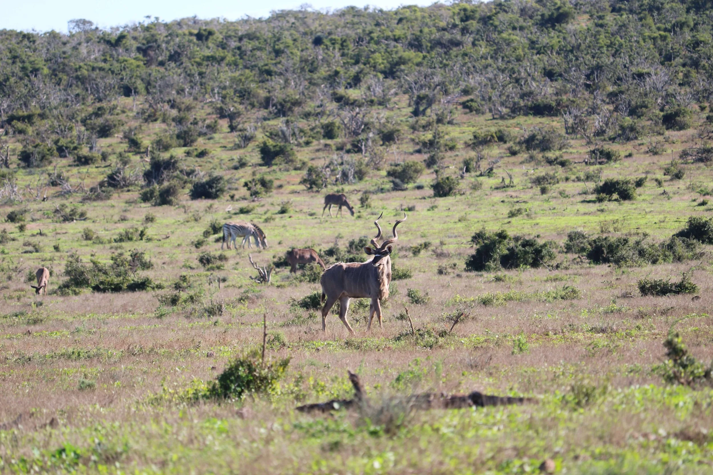 A group of animals including a large antelope with twisted horns, zebras, and other smaller animals grazing in a grassy savanna with trees on a hillside in the background.