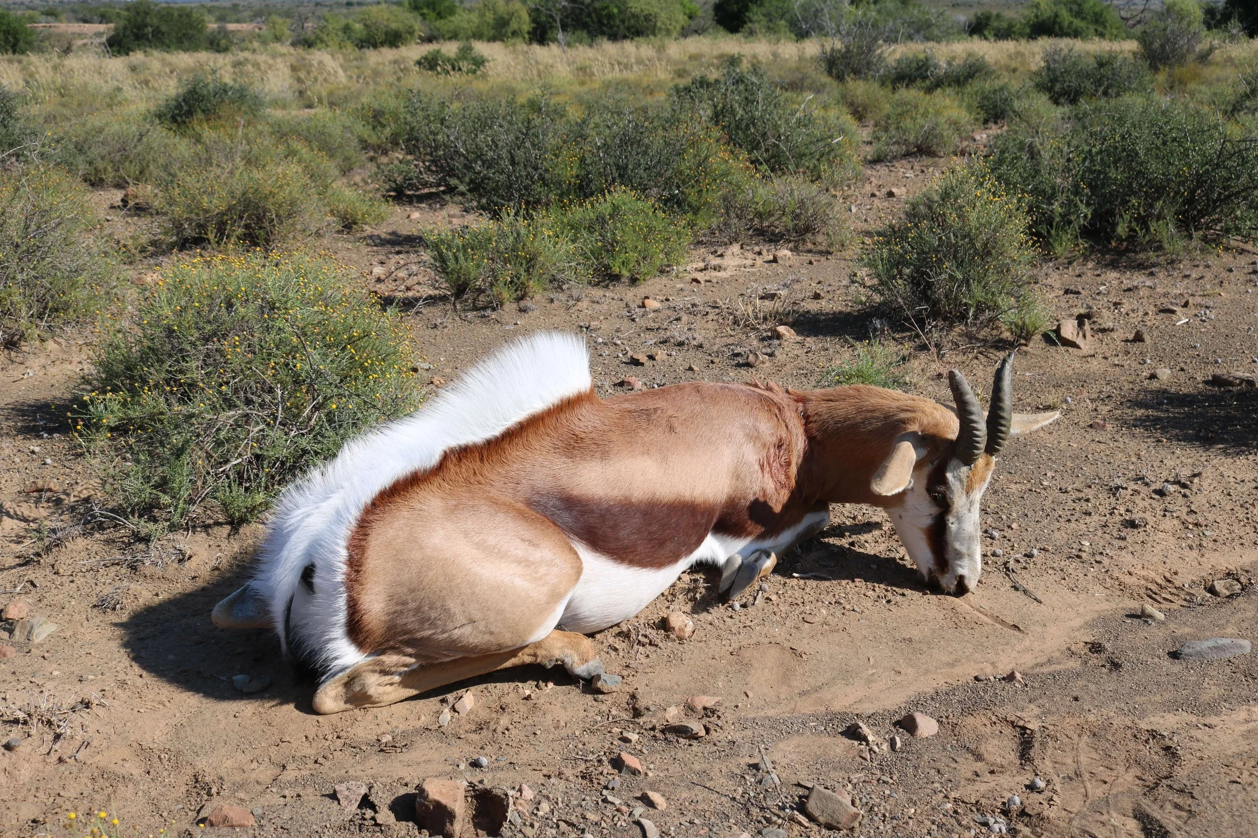 A goat lying on the sandy ground in a desert-like area with sparse green bushes and plants.