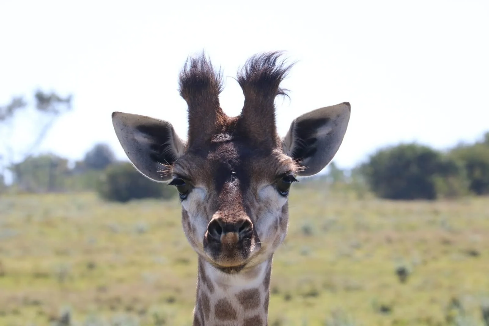 Close-up of a giraffe's face with a blurred natural landscape in the background.