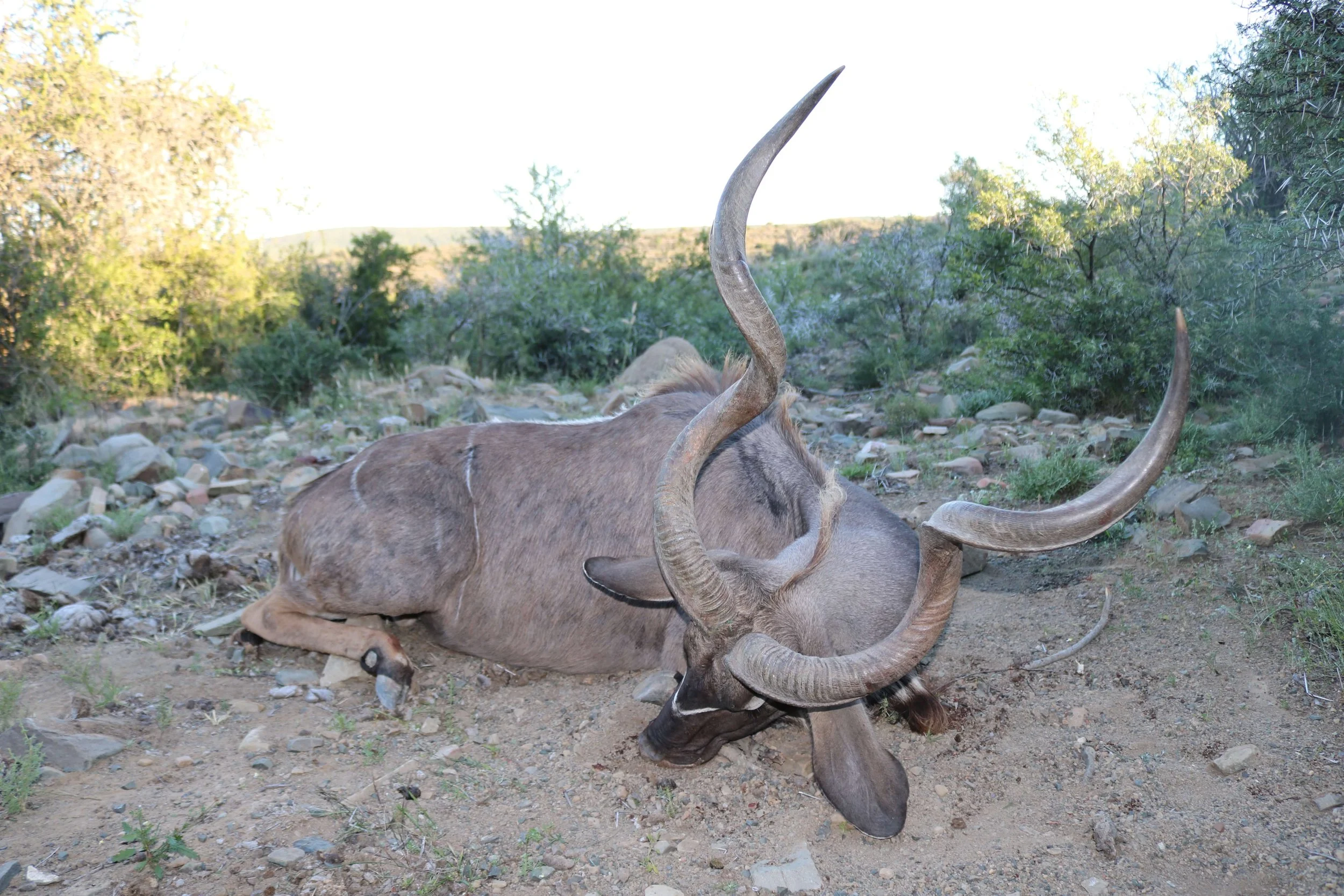 A resting or deceased antelope with large, curved horns lying on rocky dirt ground in a semi-arid landscape with bushes and sparse trees.