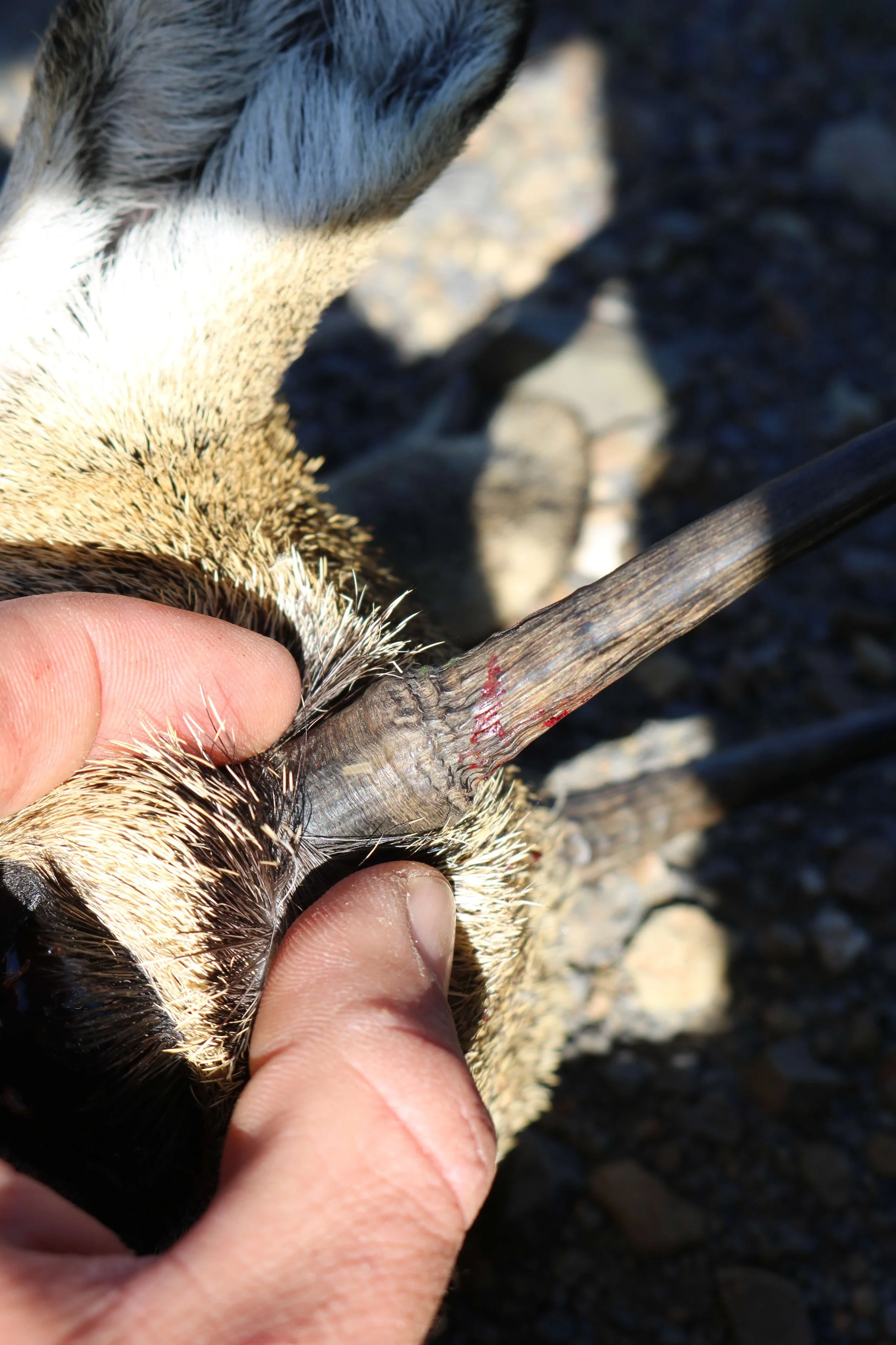 A person holding an antler of a deer or elk, with a background of rocks and dirt, in an outdoor setting.