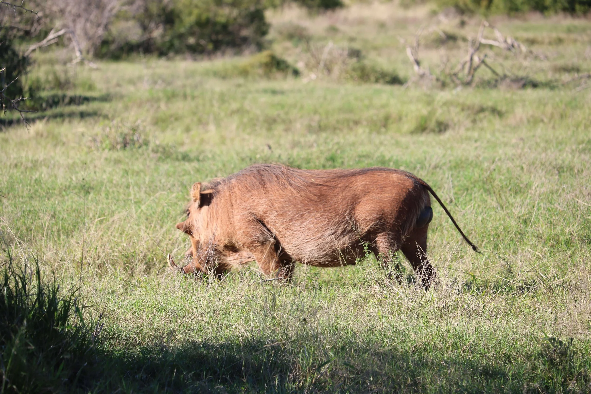 A warthog grazing in a grassy field on a sunny day.