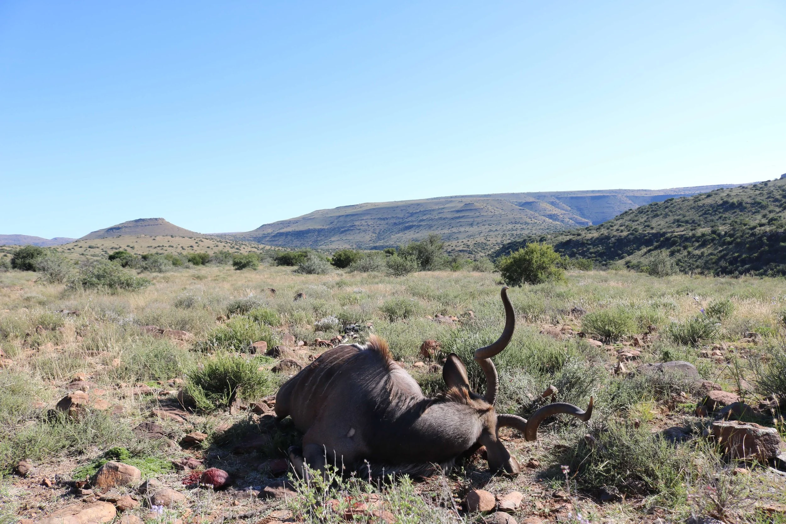 A dead or resting antelope with twisted horns lying on the ground in a dry, grassy landscape with hills and sparse vegetation under a clear blue sky.