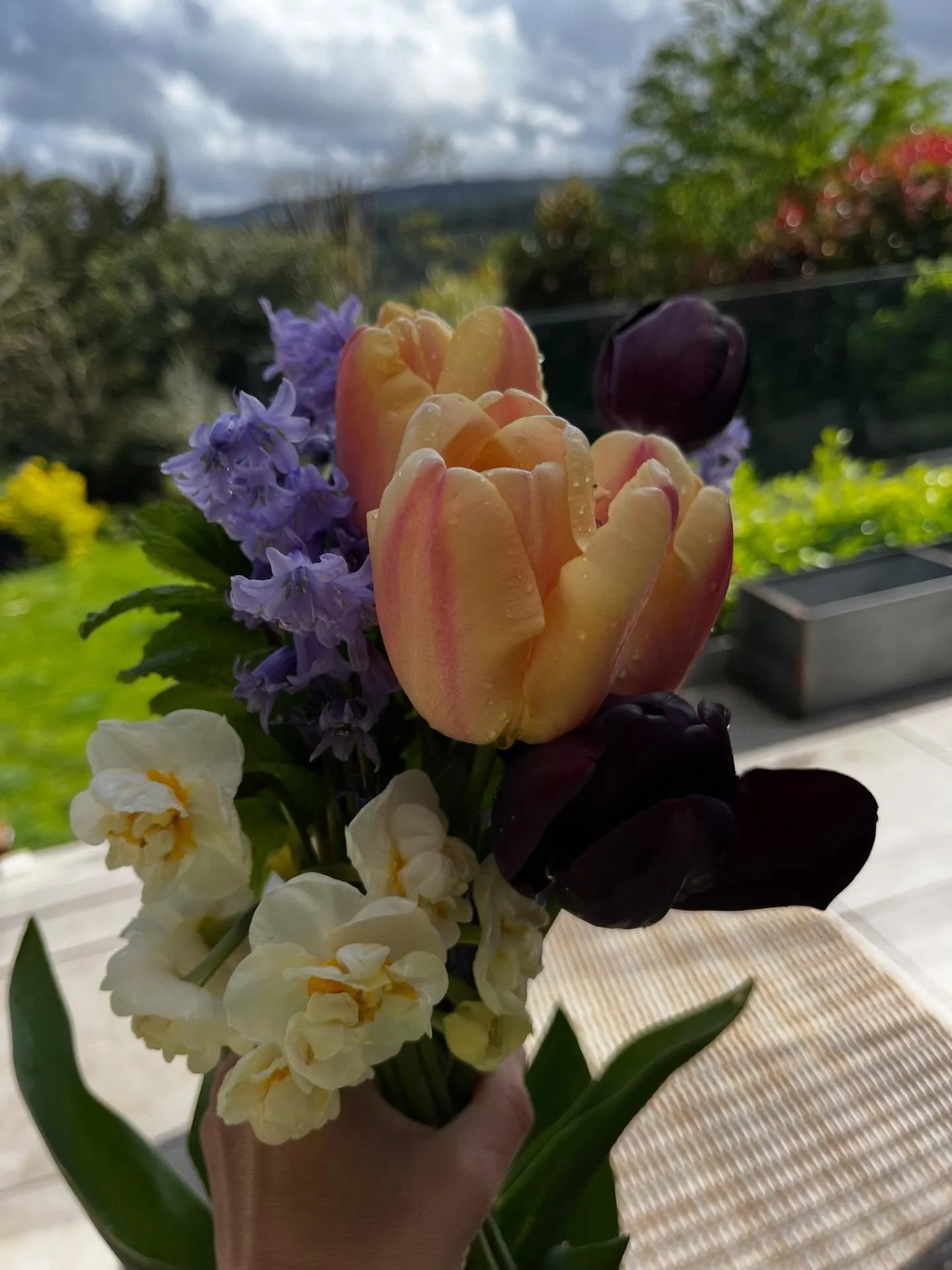 Freshly picked. 

Have really loved this peach/maroon combo this Spring.  I&rsquo;m no good with gardening but these were so easy and brought so much joy.

#freshlypicked #tulip #bristol #florist