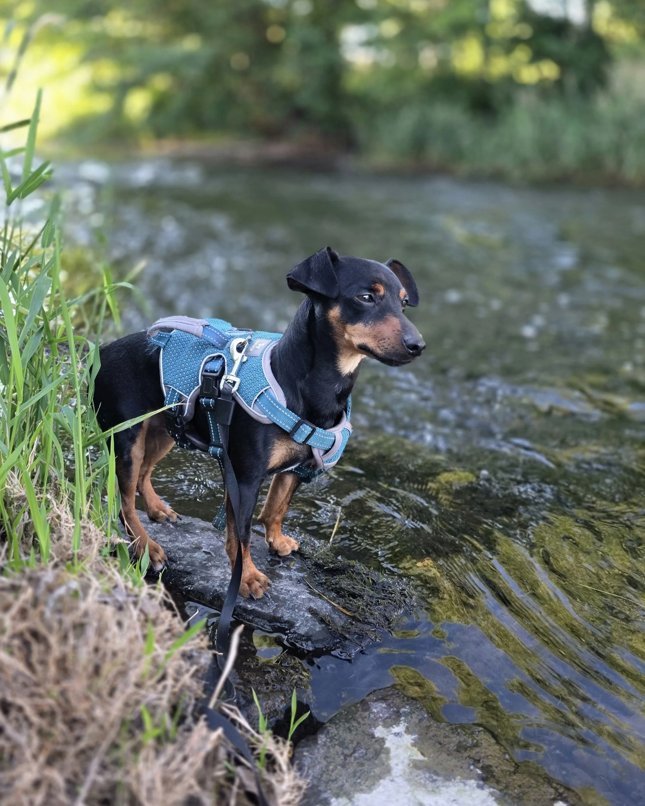 Ein schwarzer Hund mit braunen Abzeichen trägt ein bläuliches Geschirr und steht am Flussufer im Wasser, umgeben von grünen Pflanzen und Bäumen im Hintergrund.