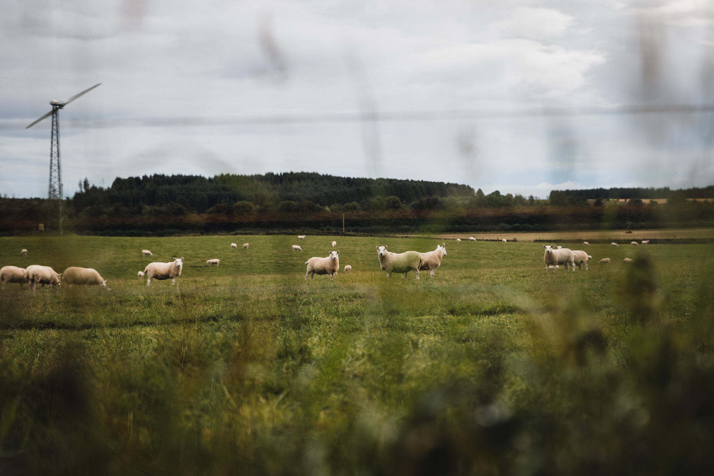 A scenic countryside landscape with sheep grazing in a green pasture, viewed through a blurred window or barrier, with a wind turbine and lush trees in the background on a cloudy day.