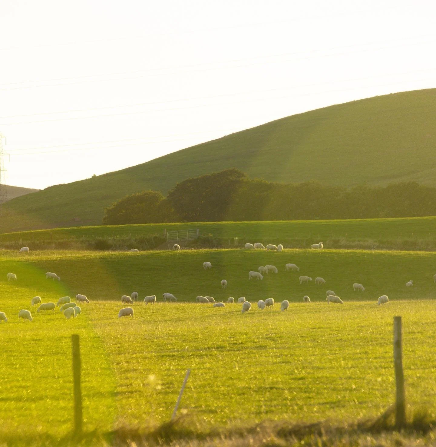 Evening views from the glamping 😎 🌞 

@jrastrong 📸

#glamping #scotland #angus #scottishtourism #holiday #wildlife