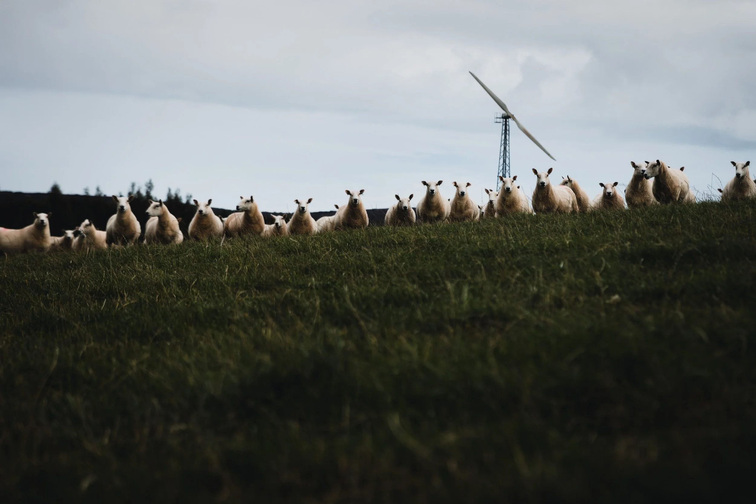 A herd of sheep lying on grassy hillside with cloudy sky and wind turbine in background.