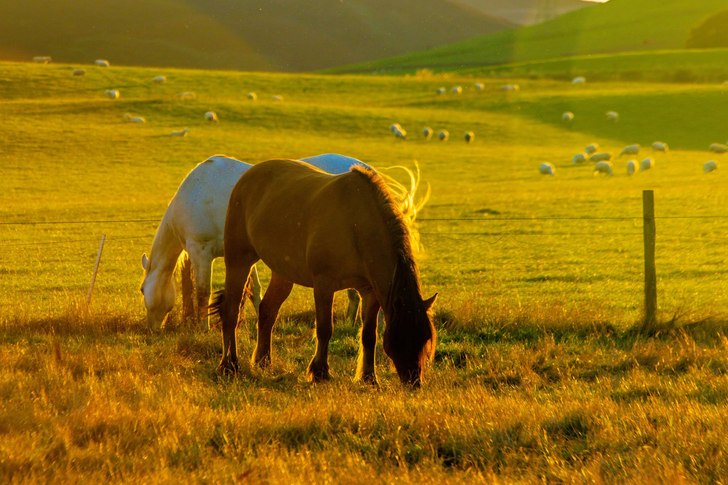 Two horses grazing in a field at sunset with rolling hills and grazing sheep in the background.
